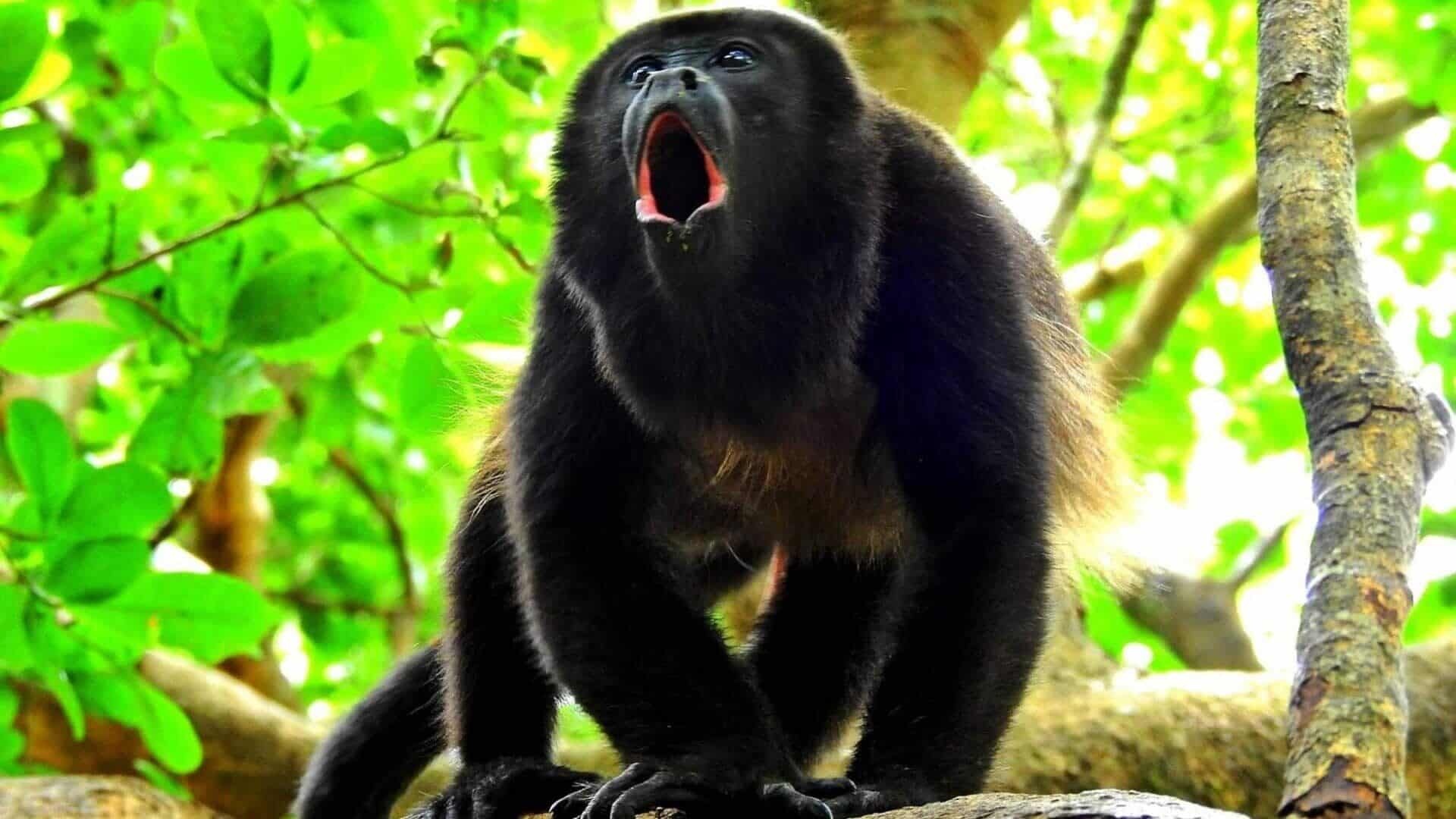 Monkeys in Costa Rica, Special Places, Wildlife, Tropical, 1920x1080 Full HD Desktop