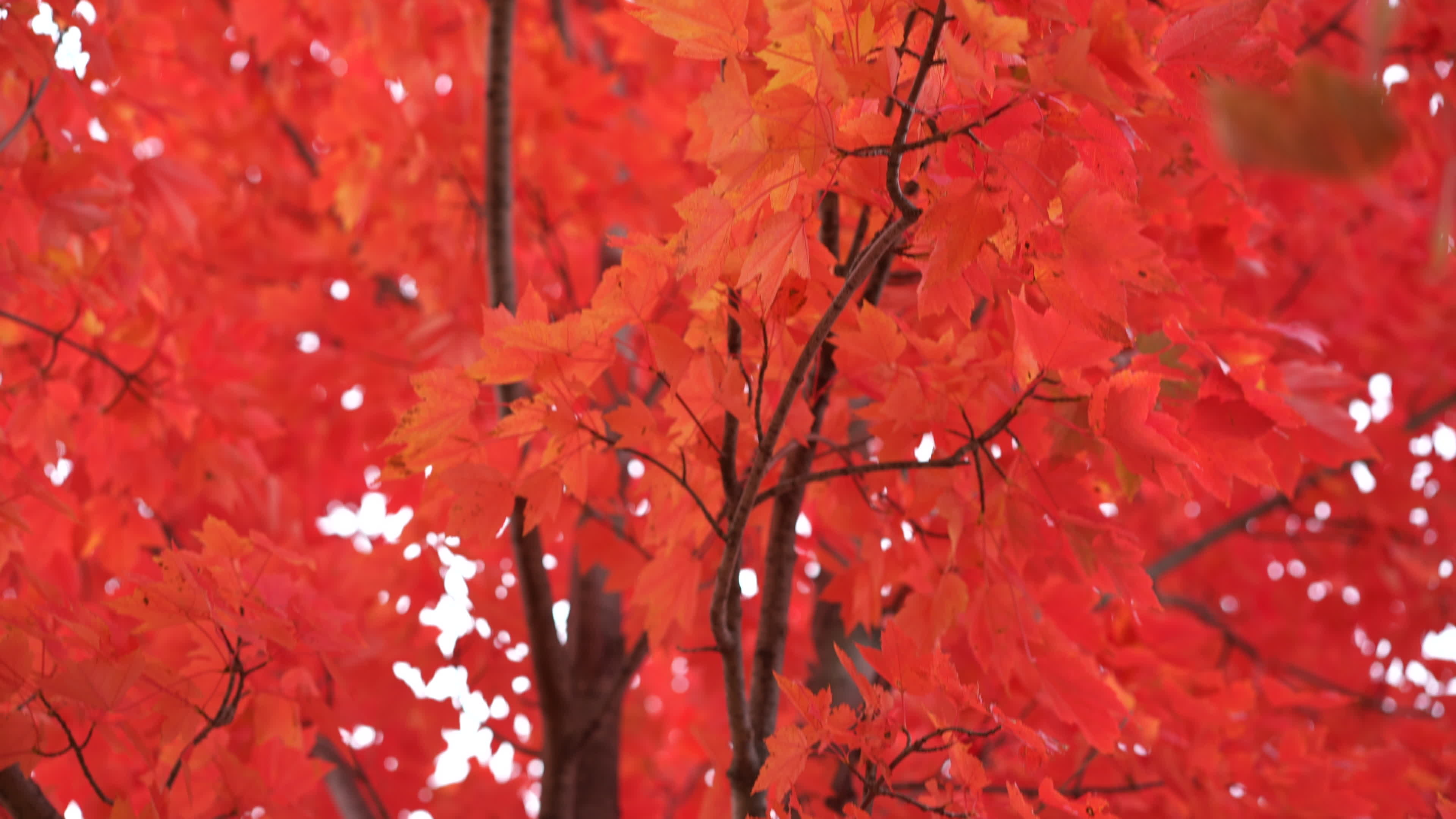 Bright red leaves, Autumn camera panning, 1300200 stock video, Autumn, 3840x2160 4K Desktop