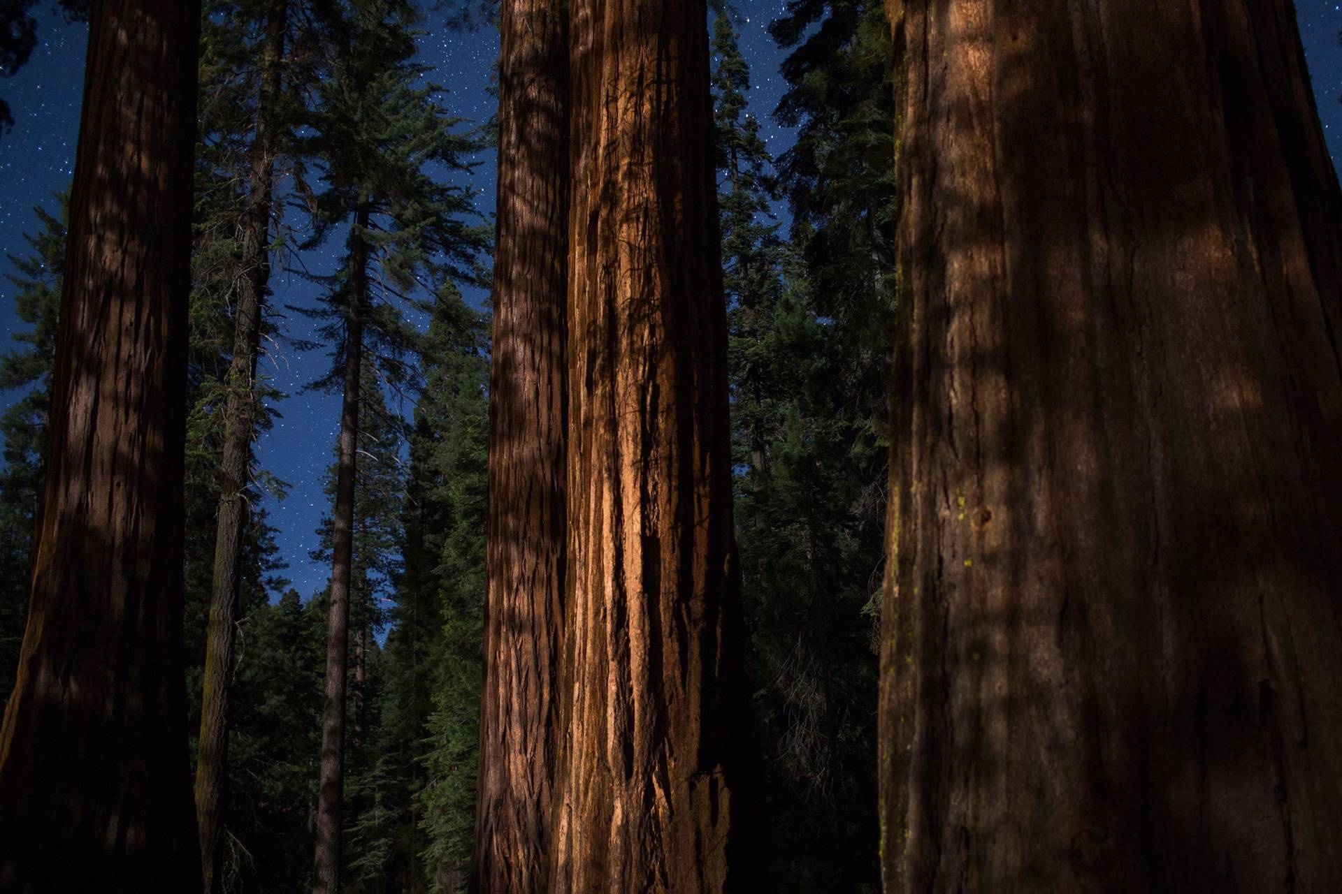 California's giants, Redwood and whale wonders, Nature's marvel, Size evolution, 1920x1280 HD Desktop