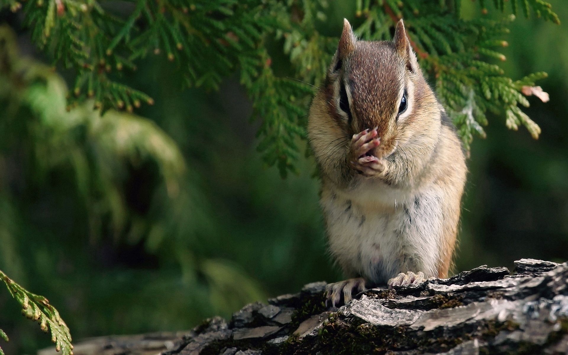 Chipmunk: The smallest members of the squirrel family, Animals. 1920x1200 HD Background.
