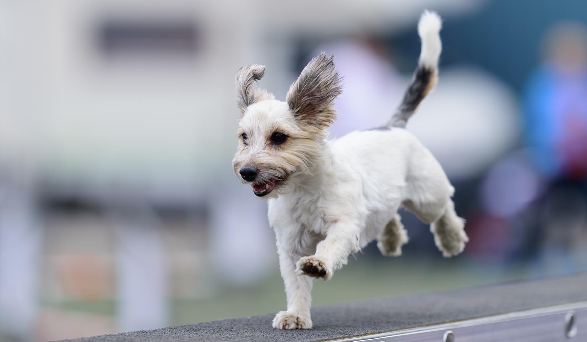Dog Sports: The World Agility Open Championships, Running Competition. 1920x1120 HD Wallpaper.