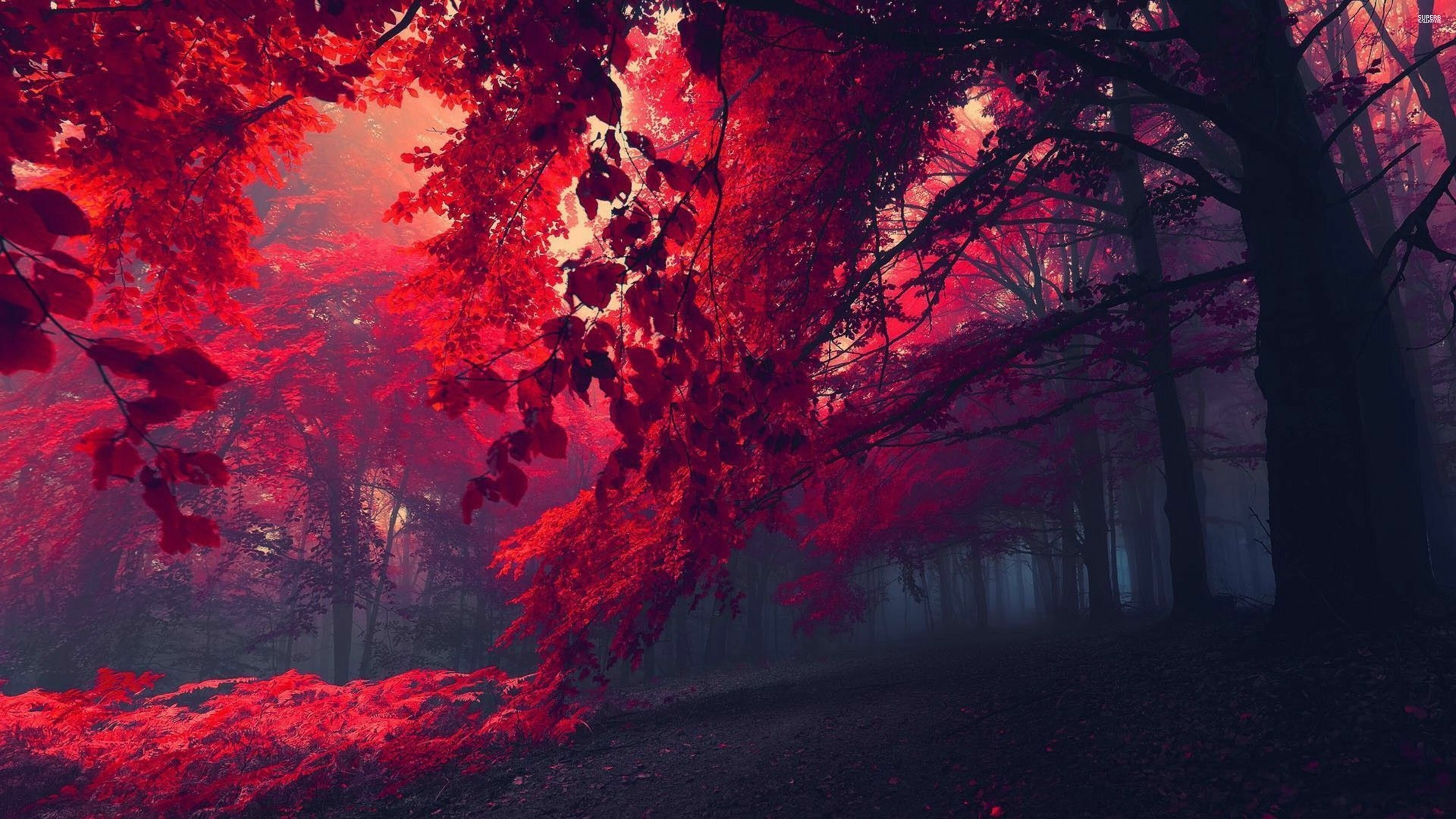 Red forest, Baum Wallpaper, 3840x2160 4K Desktop
