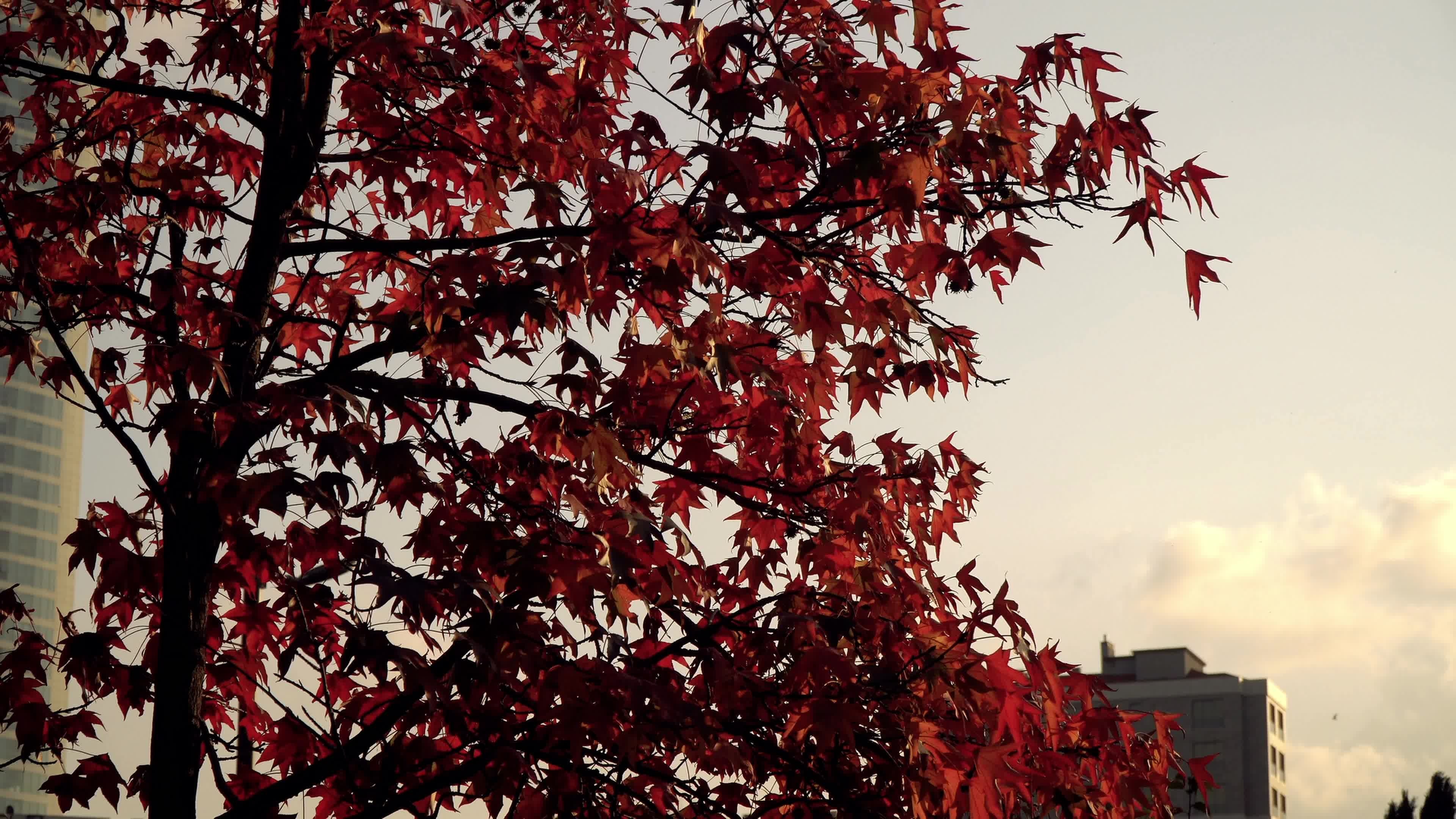 Japanese maple tree, Istanbul, Autumn 2020897 stock video, Autumn, 3840x2160 4K Desktop