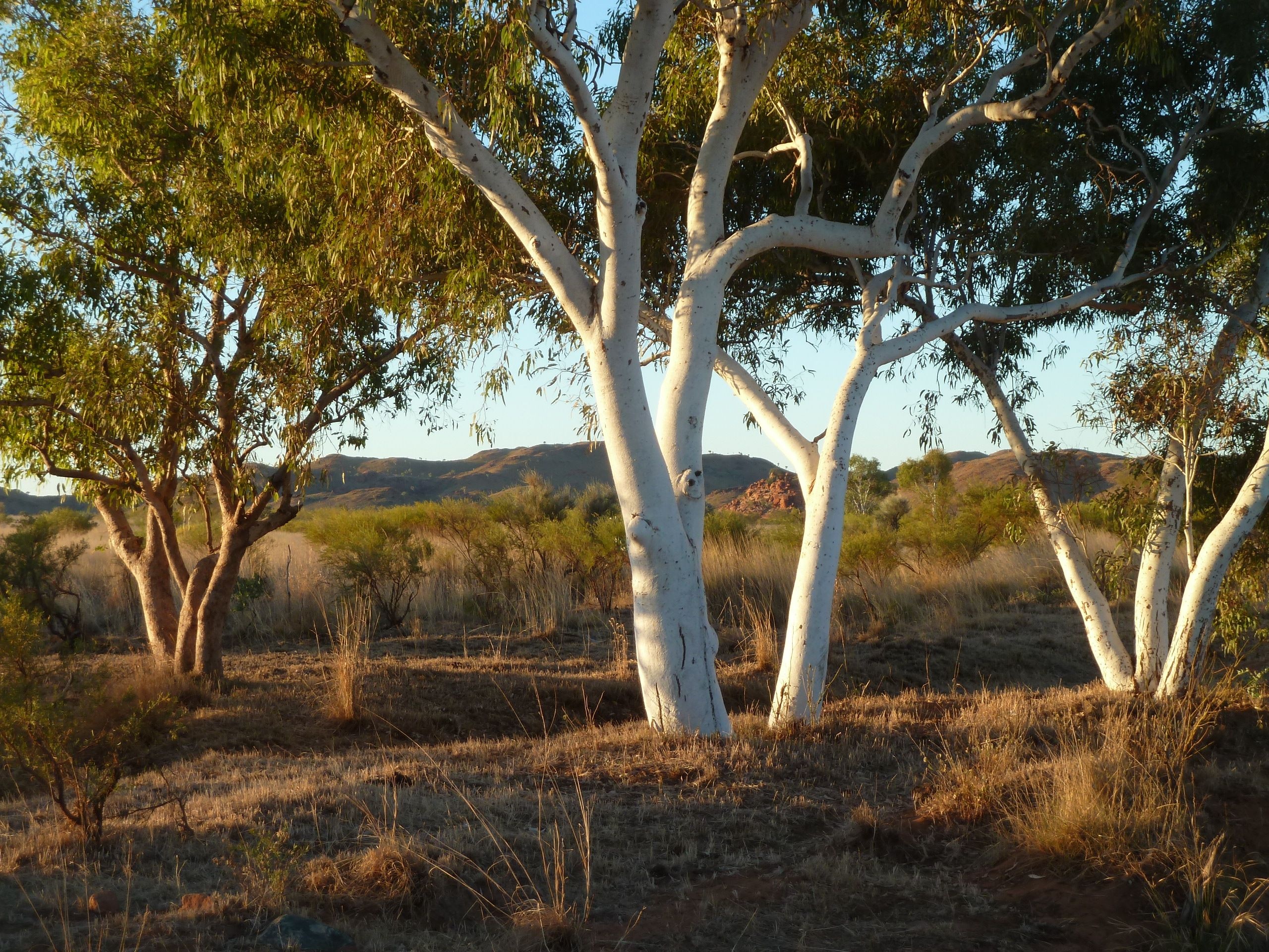 Ghost gum trees, Pilbara, Australian, Landscape, 2560x1920 HD Desktop