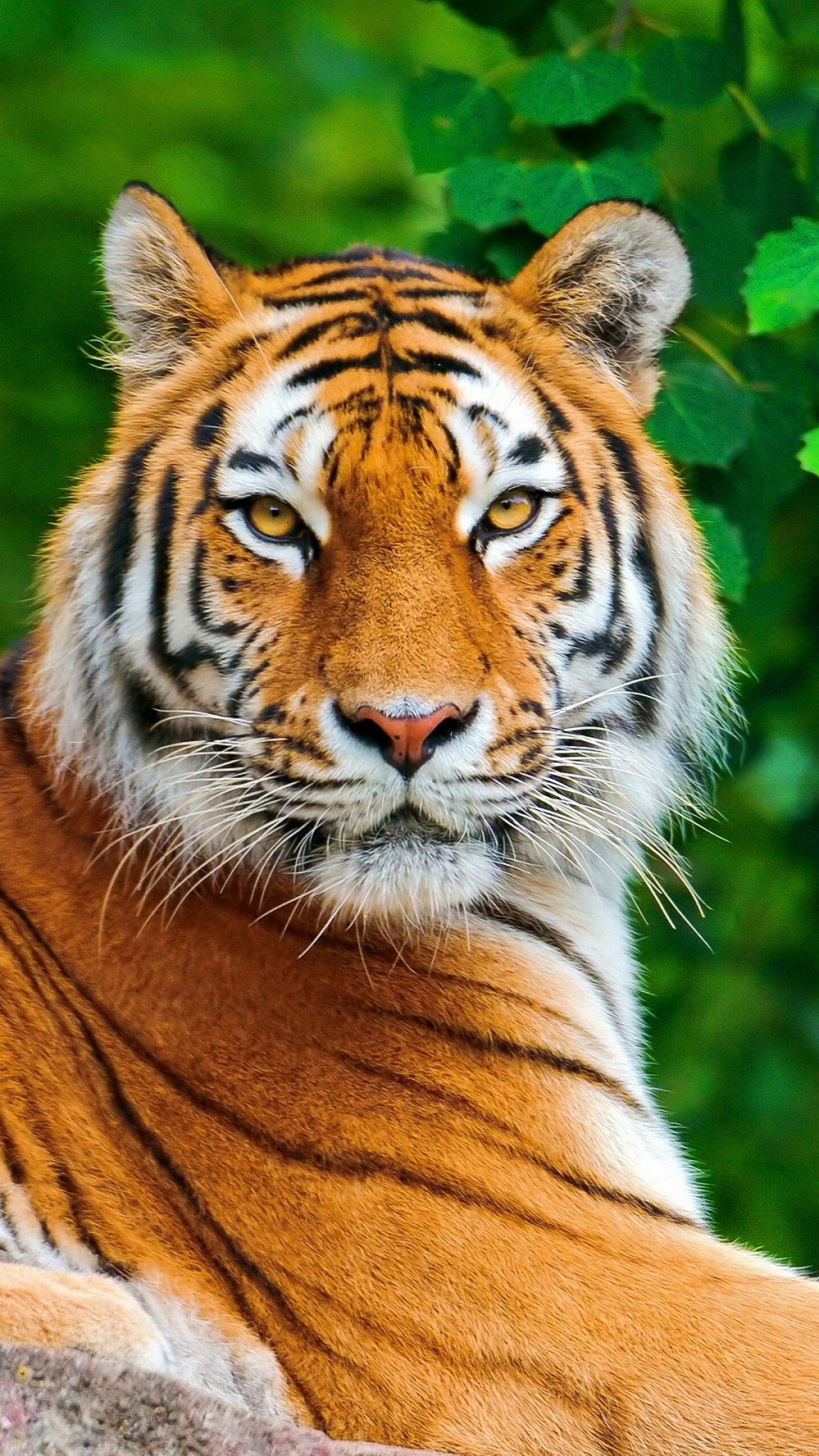 Tiger: Across their range, tigers face unrelenting pressures from poaching, retaliatory killings, and habitat loss. 1440x2560 HD Wallpaper.
