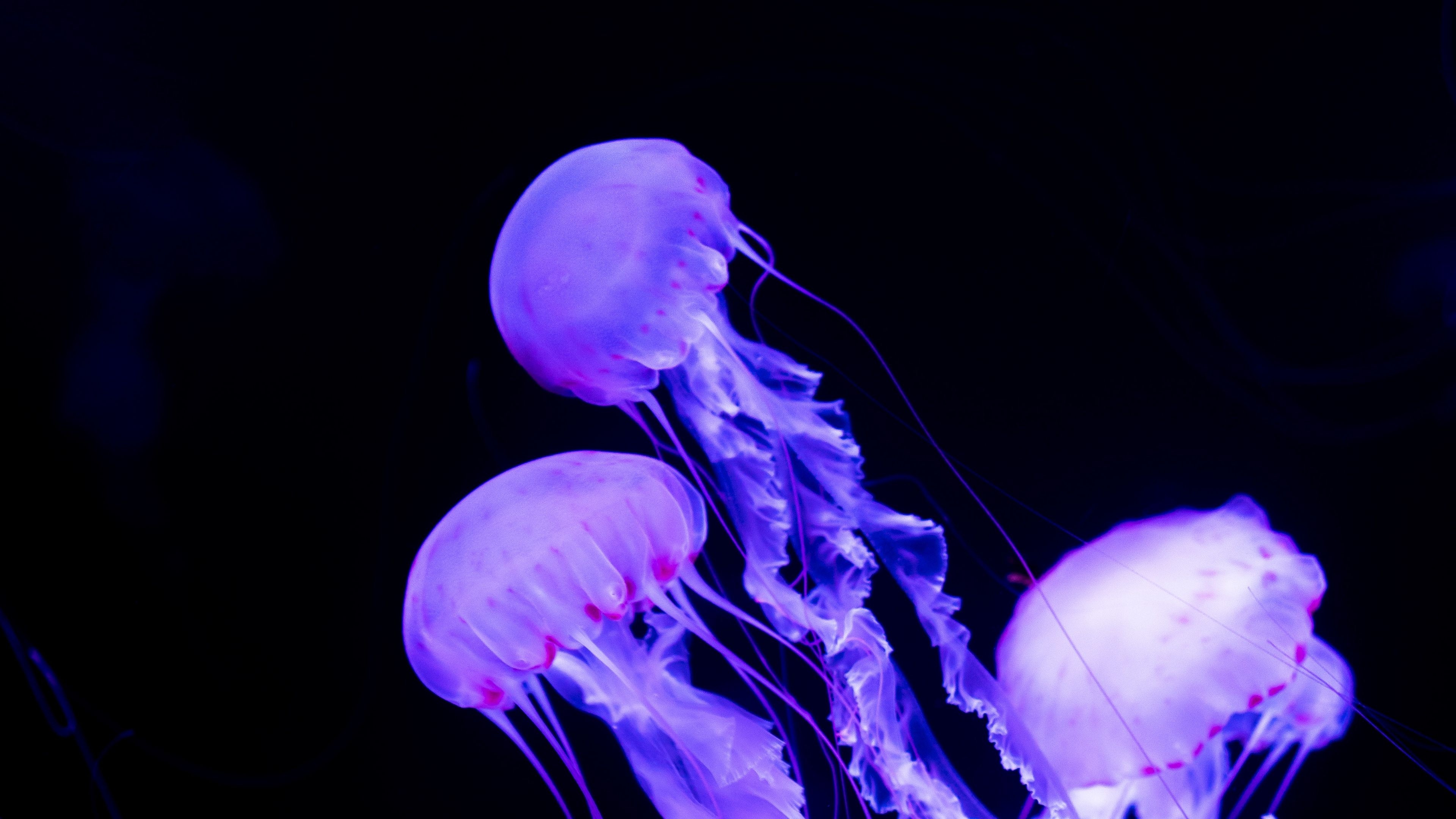 Graceful jellyfish, Underwater wonders, Marine beauty, Translucent creatures, 3840x2160 4K Desktop