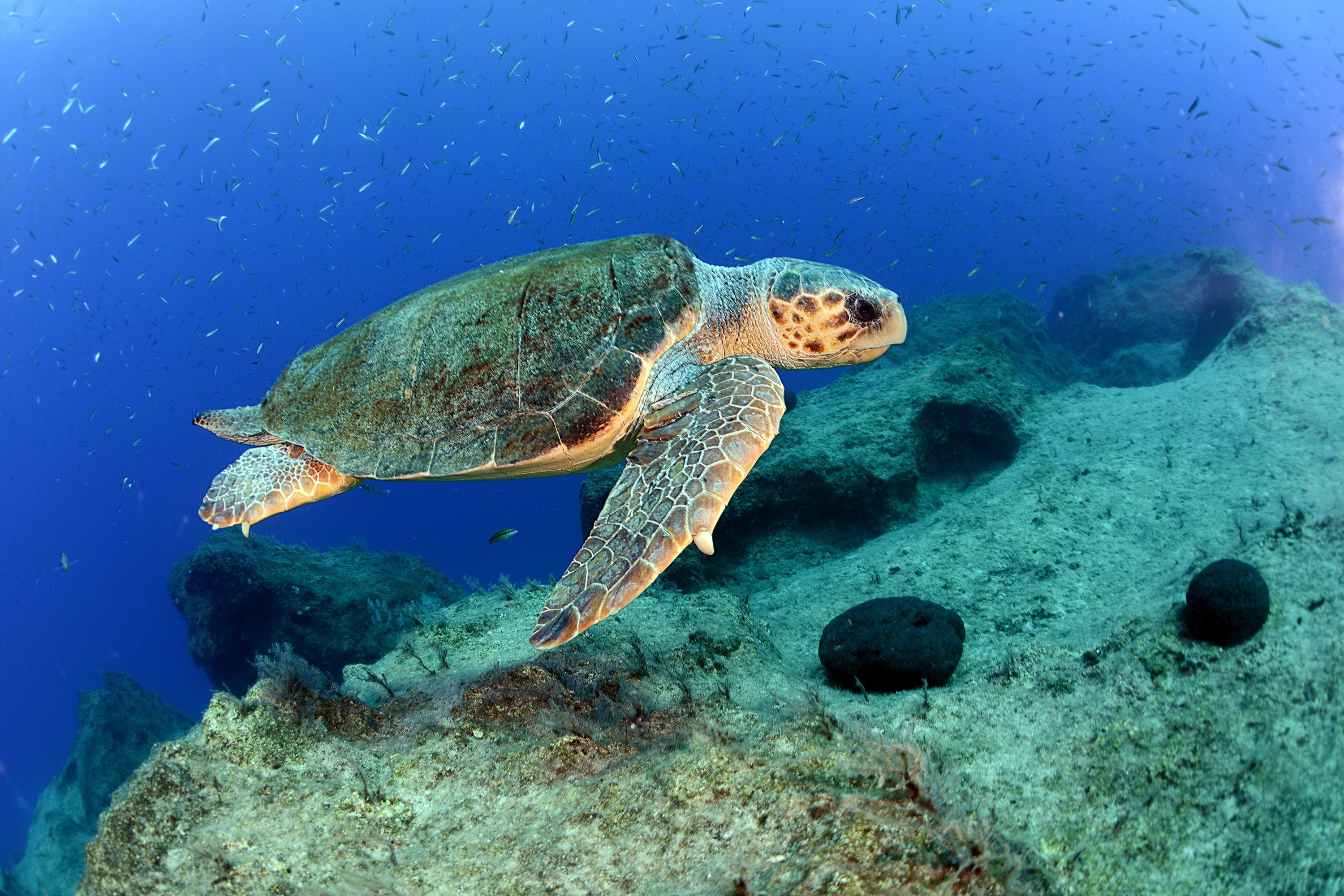 Life watch, Loggerhead sea turtles, Daily Sabah, Turkeys, 3000x2010 HD Desktop