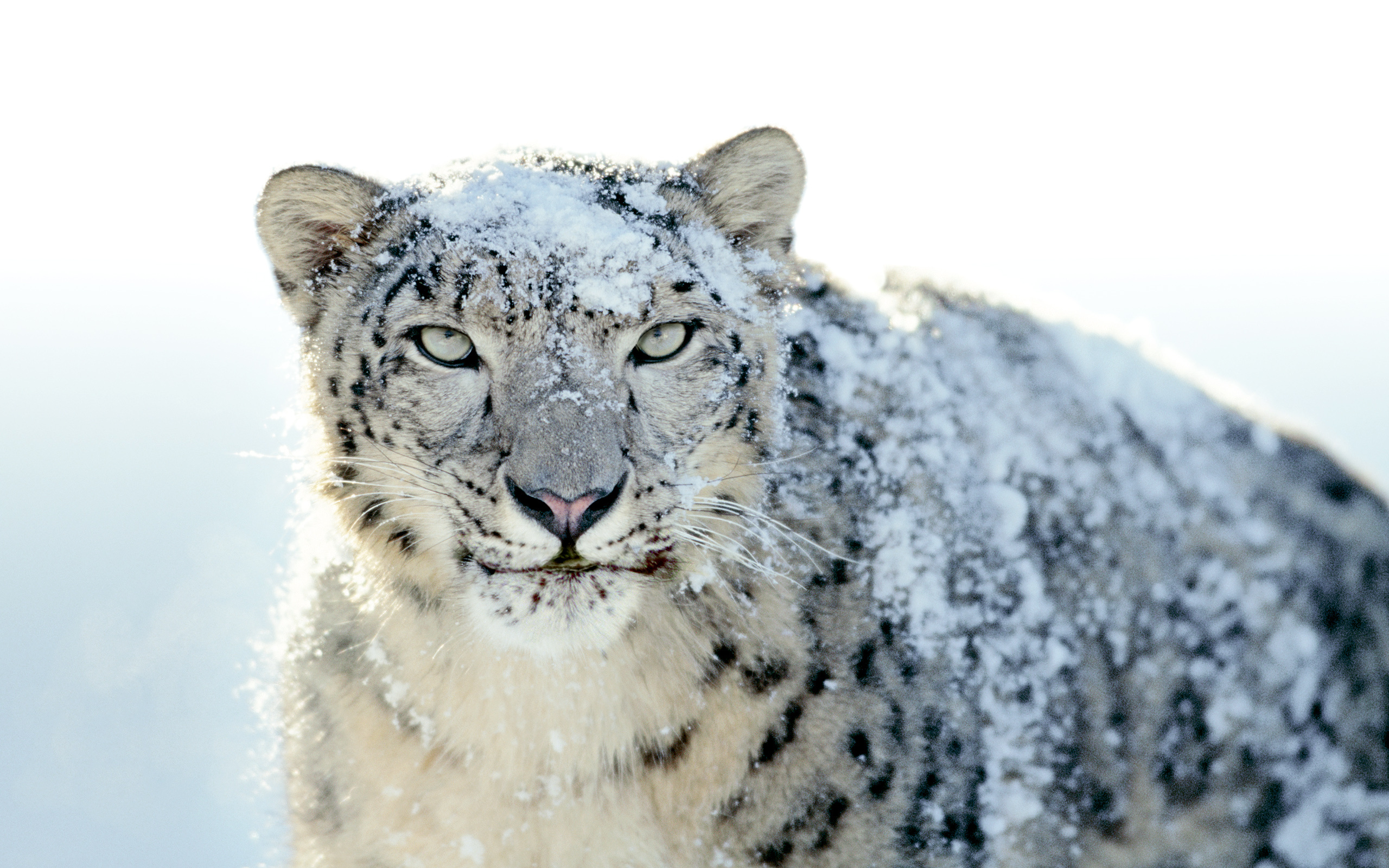 Snow Leopard, Wallpaper, Galerie, 2560x1600 HD Desktop