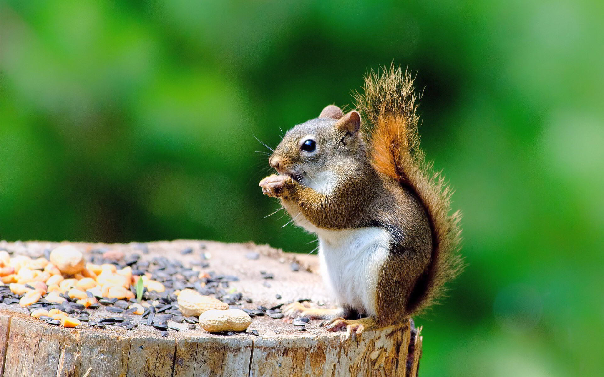 Squirrel: Fluffy-tailed, tree-climbing rodent, The scientific order Rodentia. 1920x1200 HD Wallpaper.
