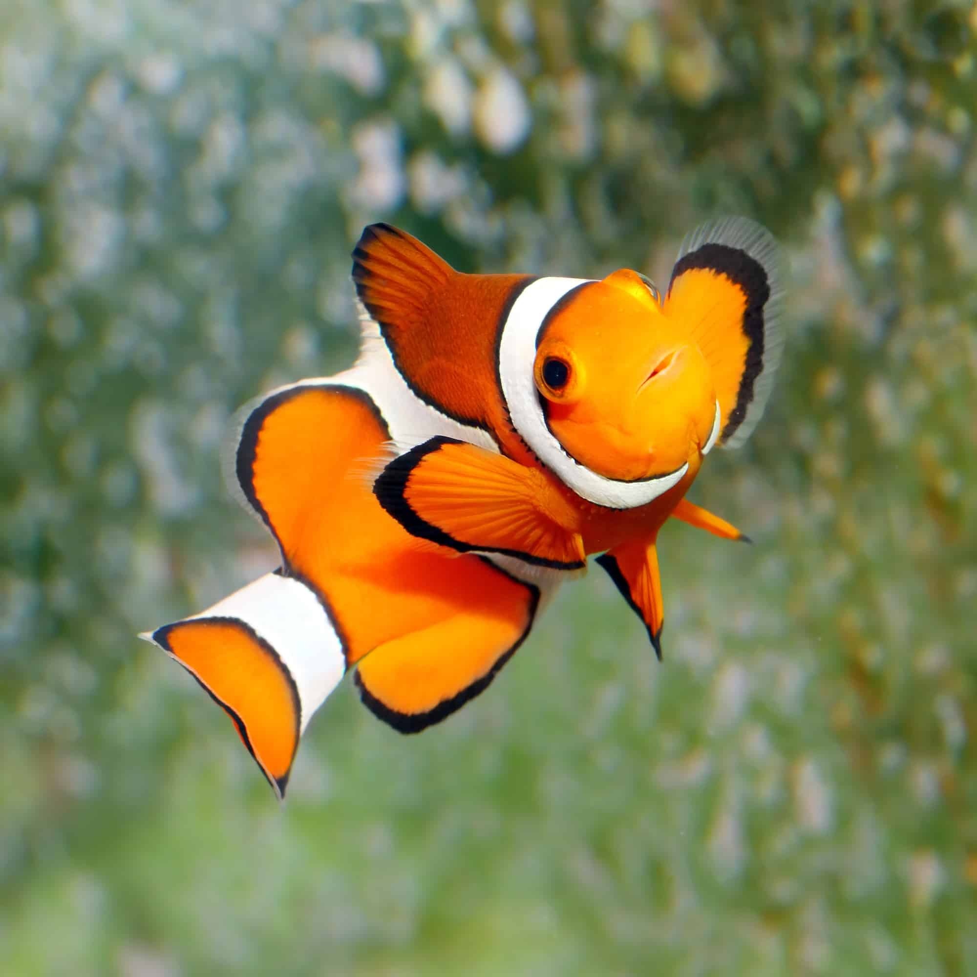 Clownfish, Feed, Complete, Guide, 2000x2000 HD Phone