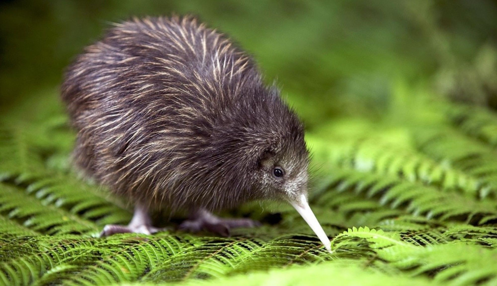 Kiwi (Bird), Cute flightless bird, Unique New Zealand species, Adorable avian creature, 2000x1160 HD Desktop