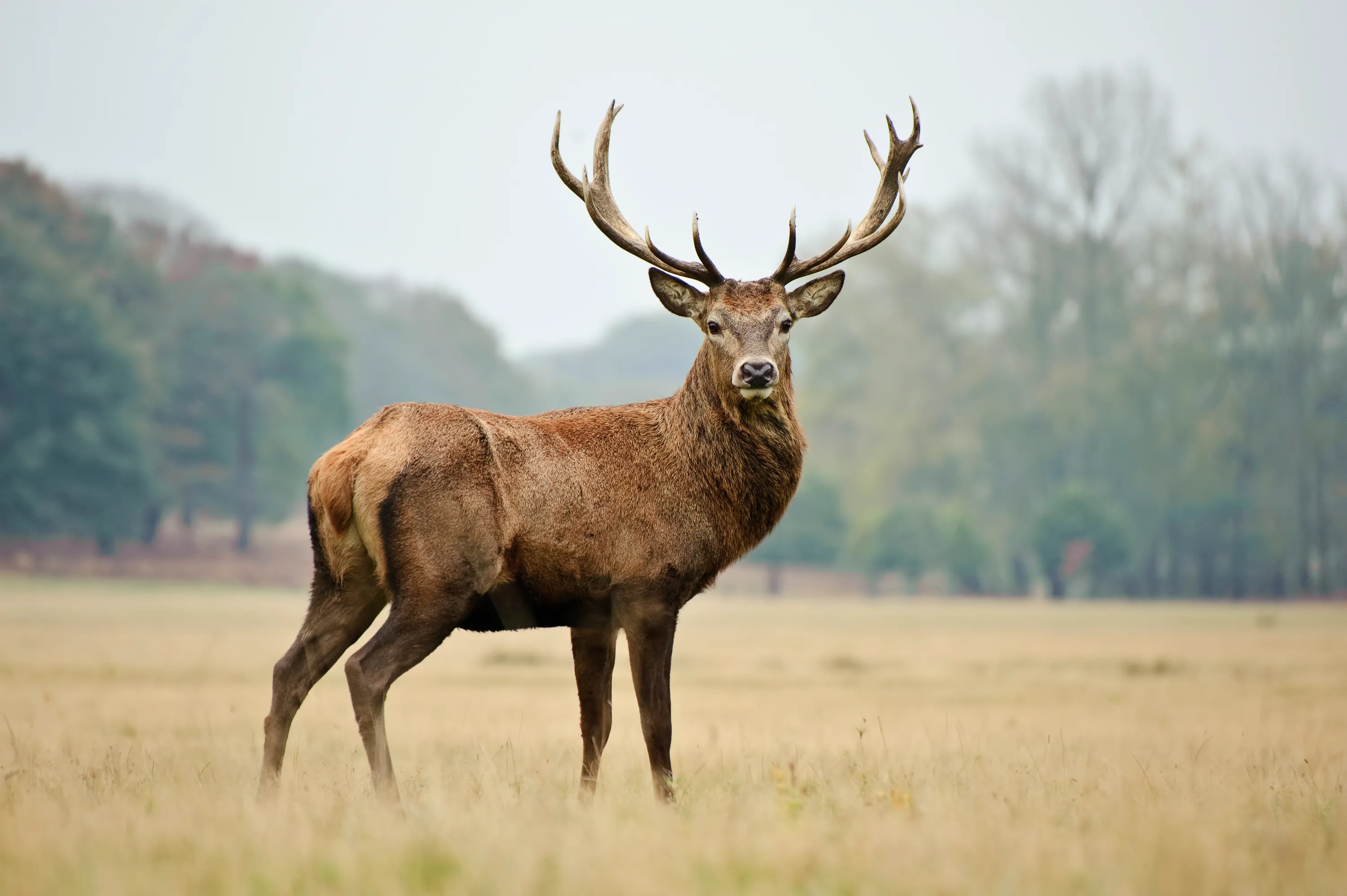 Luke Bryan's red stag deer, Rewarded shot, Natural beauty, Hunting tragedy, 3000x2000 HD Desktop