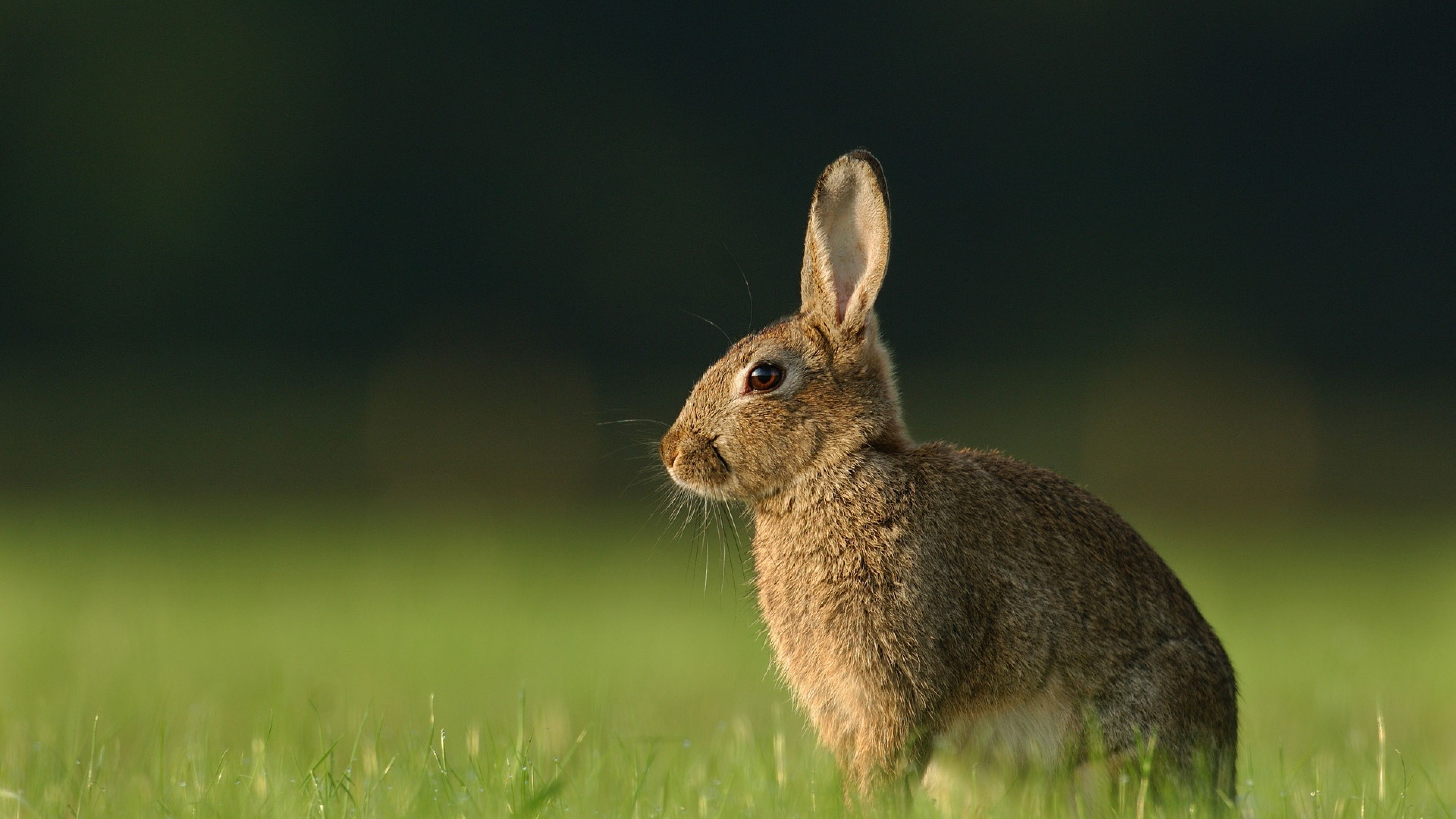 Hare wallpapers, Stunning visuals, Captivating designs, High quality, 3840x2160 4K Desktop