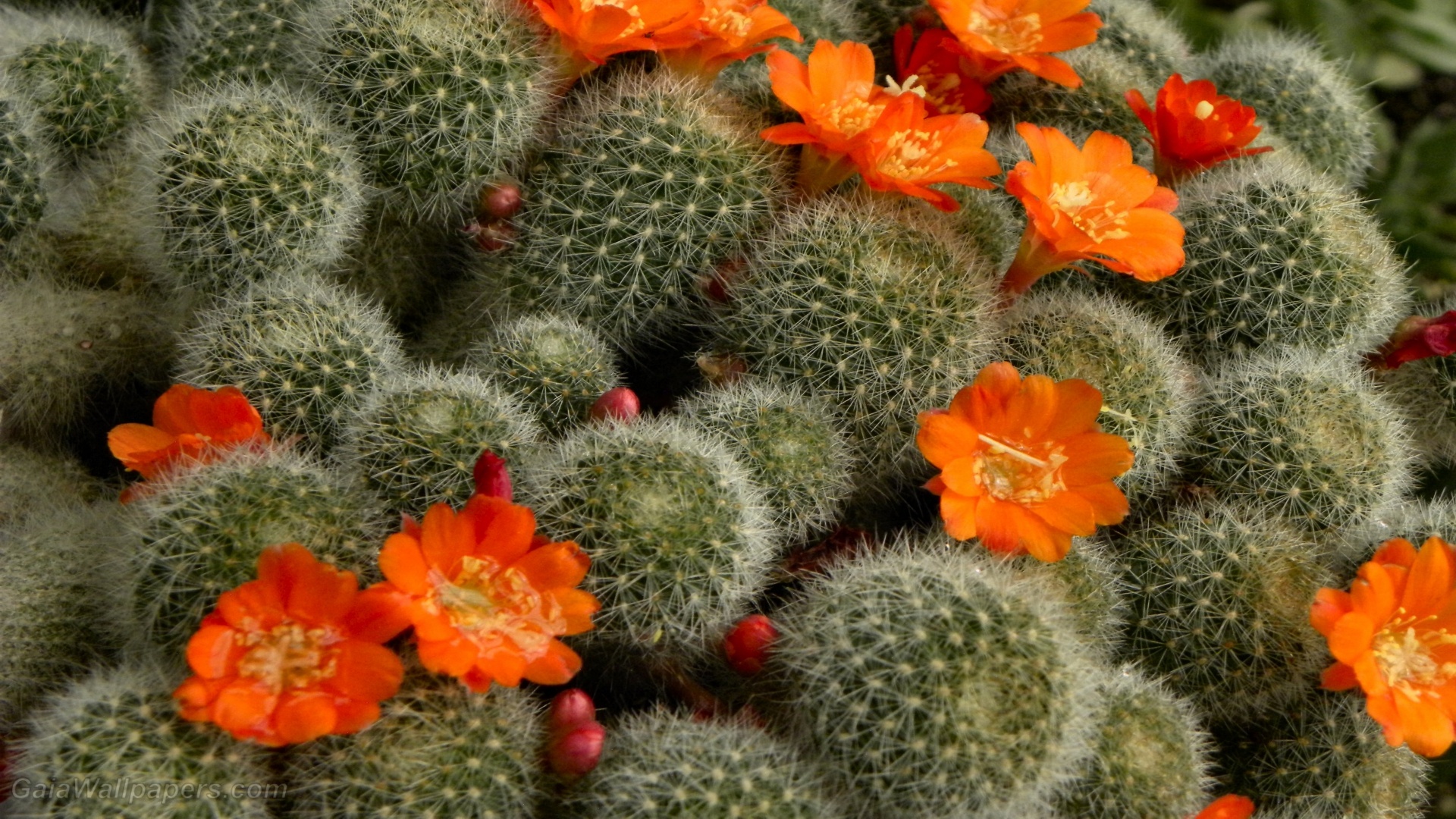 Cactus: Has adapted to dry environments by developing a number of unique features. 1920x1080 Full HD Wallpaper.