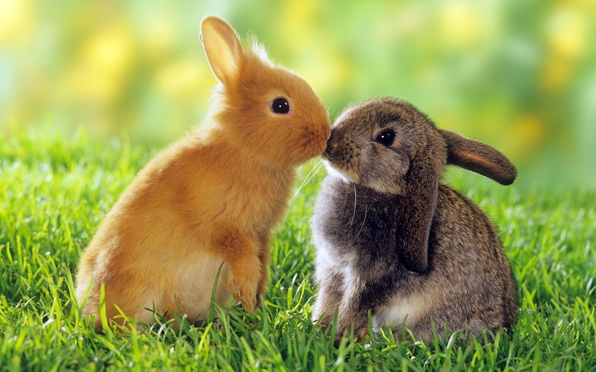 Bunny: A pet rabbit can be taught to come to his/her name. 1920x1200 HD Background.