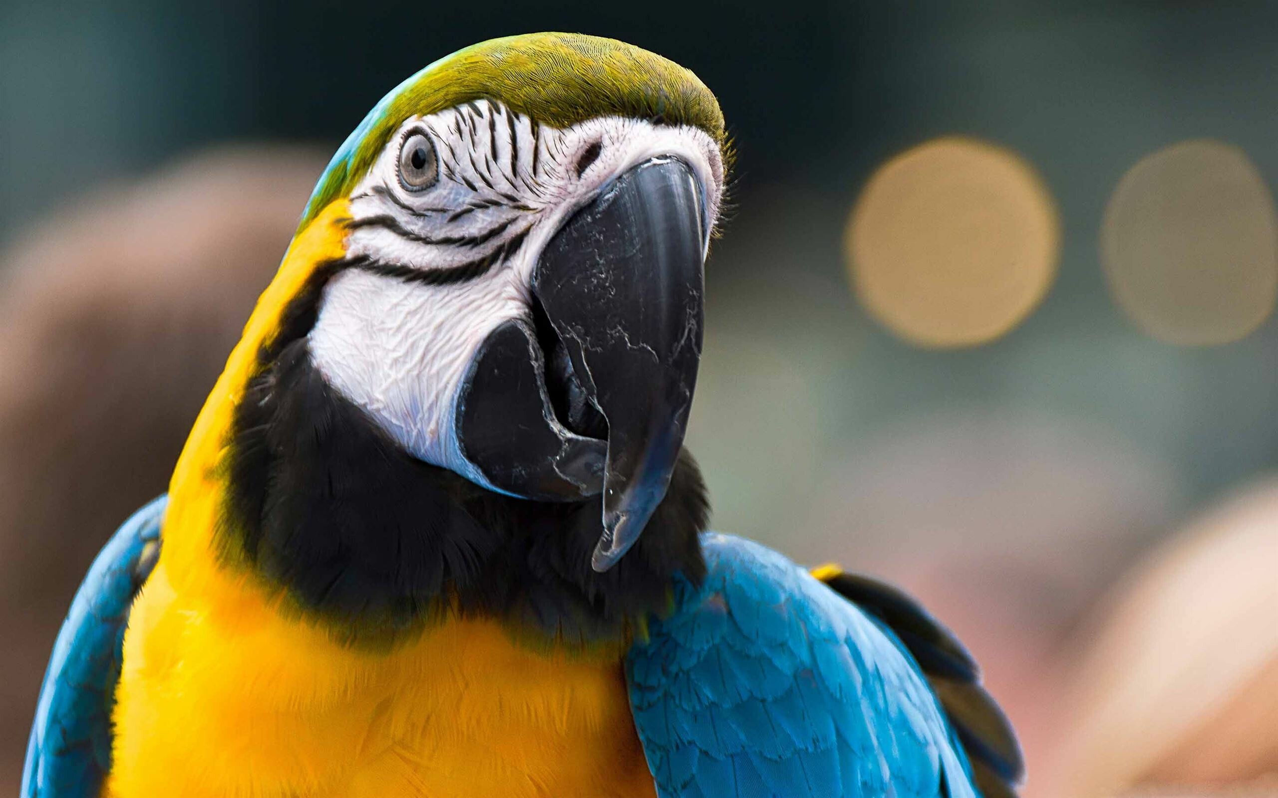 Parrot: Being subjected to more exploitation than any other group of birds. 2560x1600 HD Background.