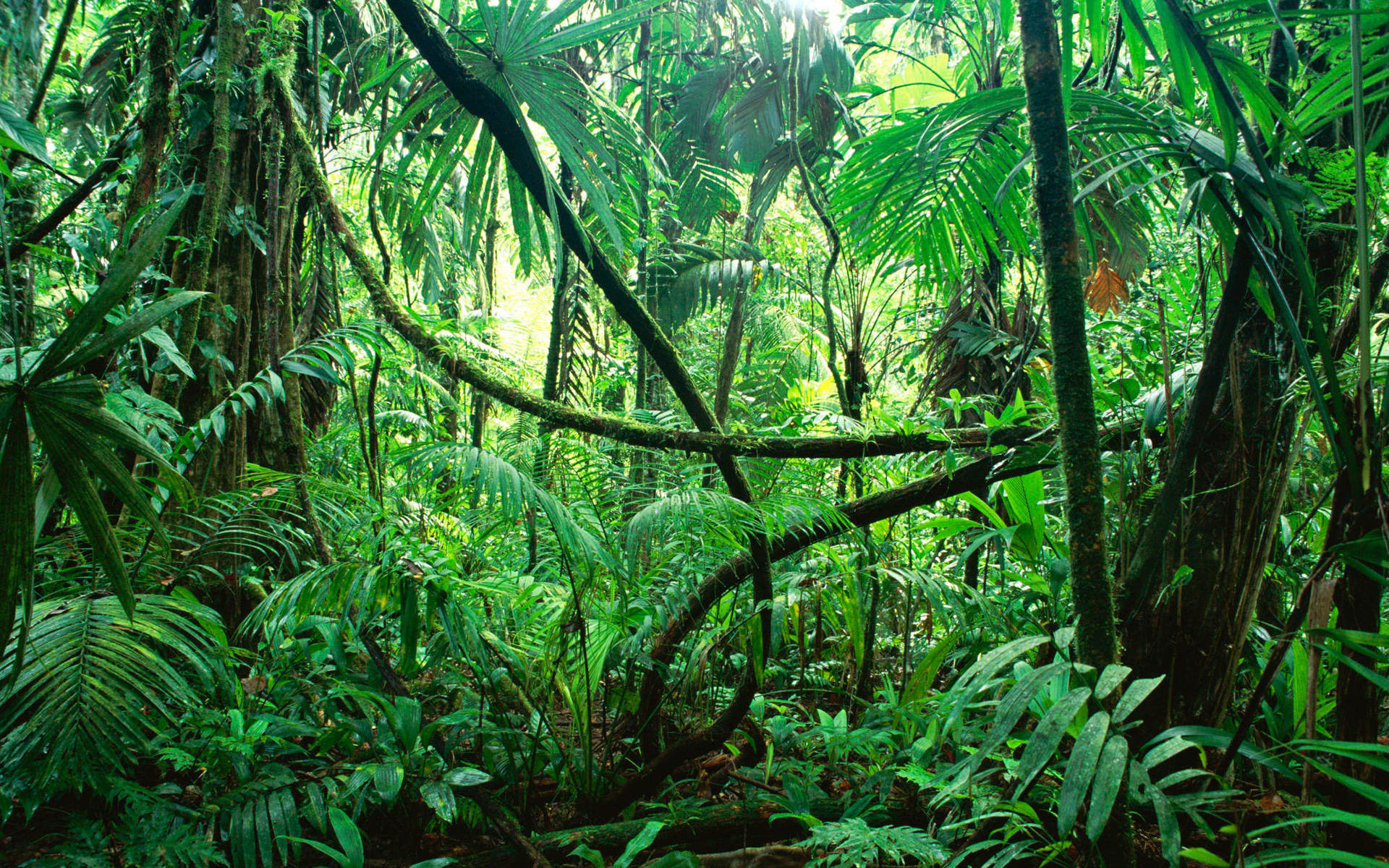 Rainforest magnificence, Desktop sanctuary, Room's allure, Hoh rainforest charm, 1920x1200 HD Desktop
