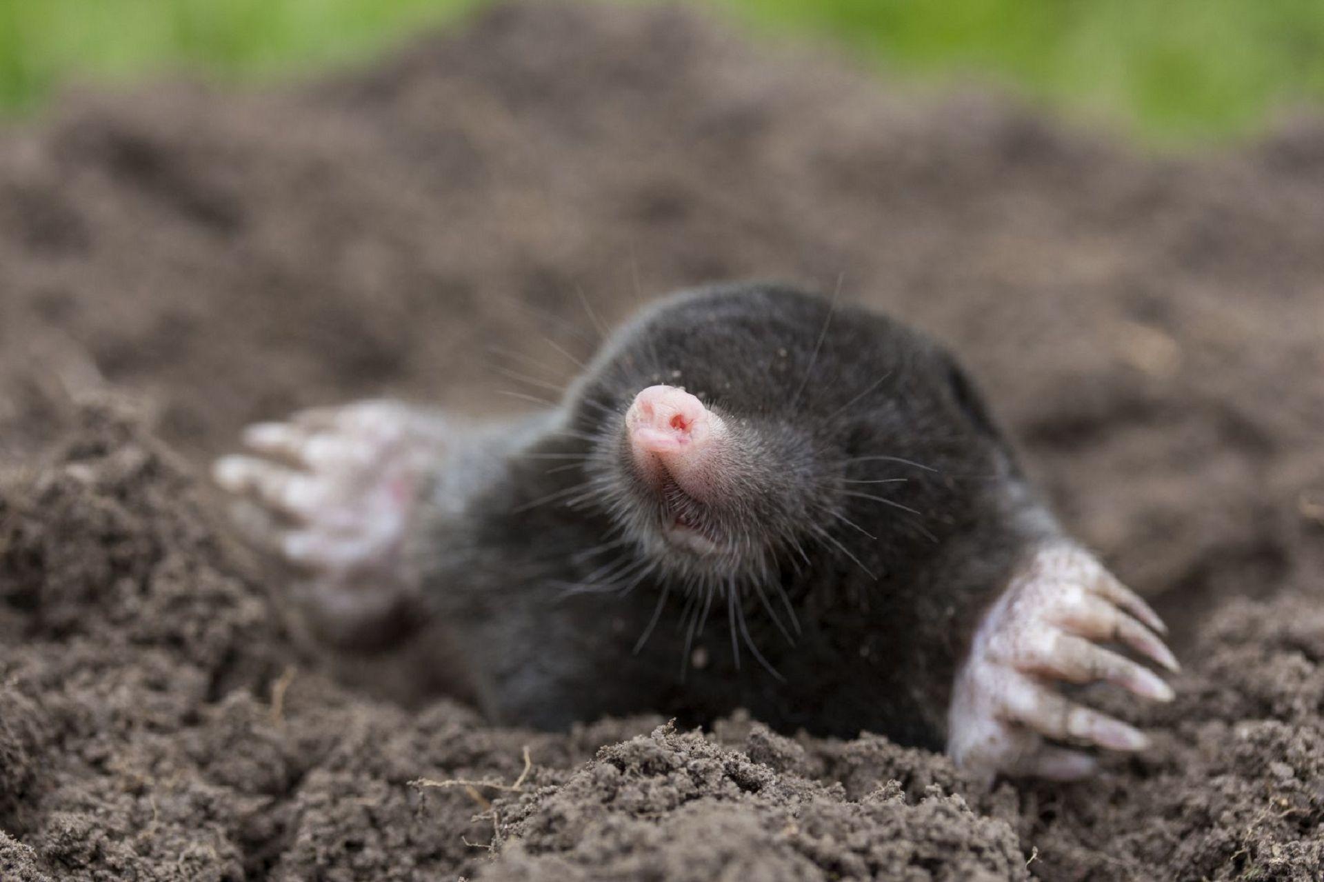 Mole, Animal wallpapers, Michelle Tremblay, Posted by, 1920x1280 HD Desktop