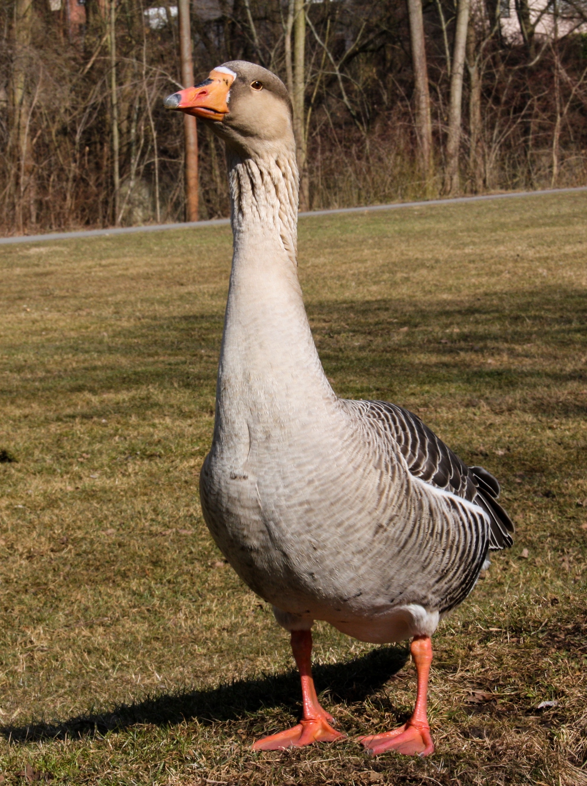 Greylag goose, Bird photography, Free download, High-quality image, 1990x2660 HD Handy
