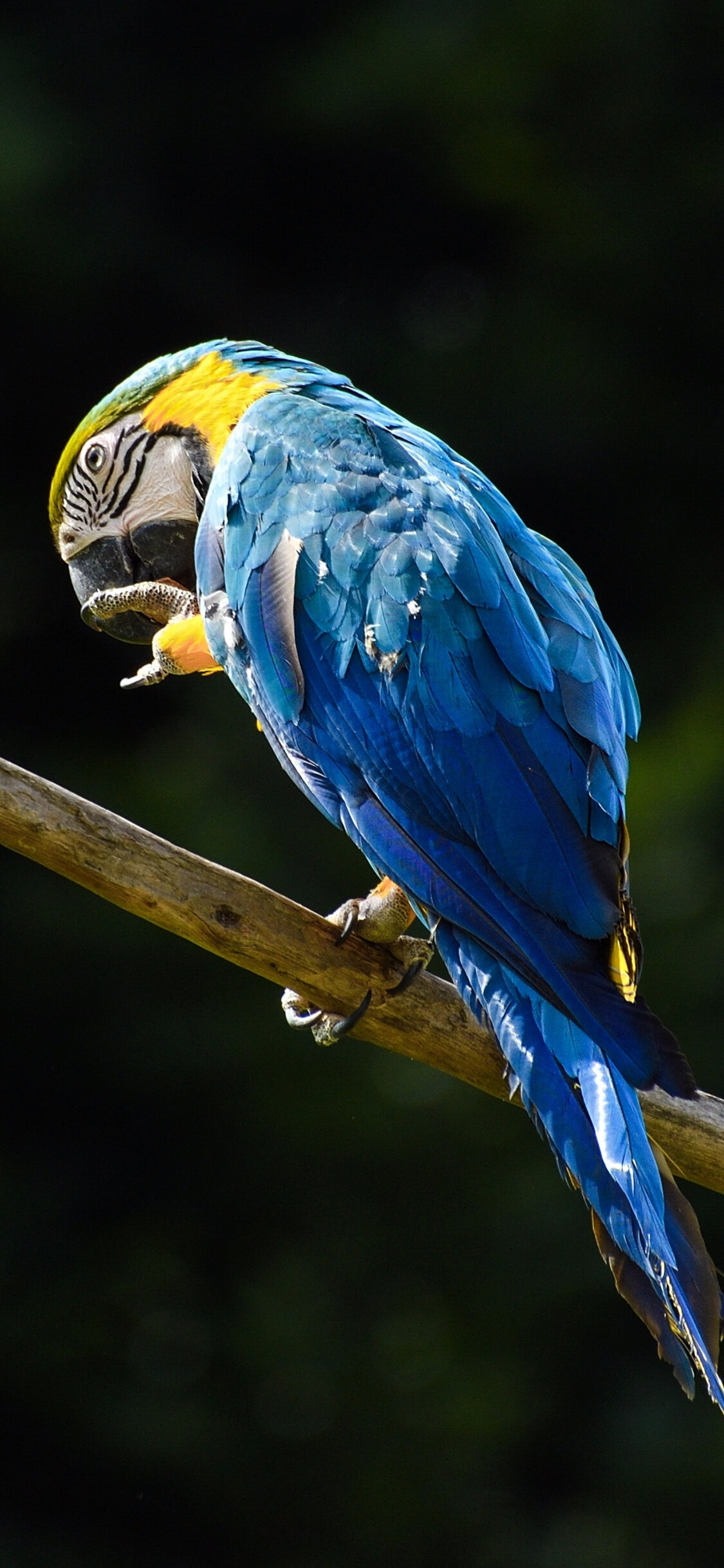 Parrot: Macaw, Birds, found on all tropical and subtropical continents and regions. 1130x2440 HD Background.