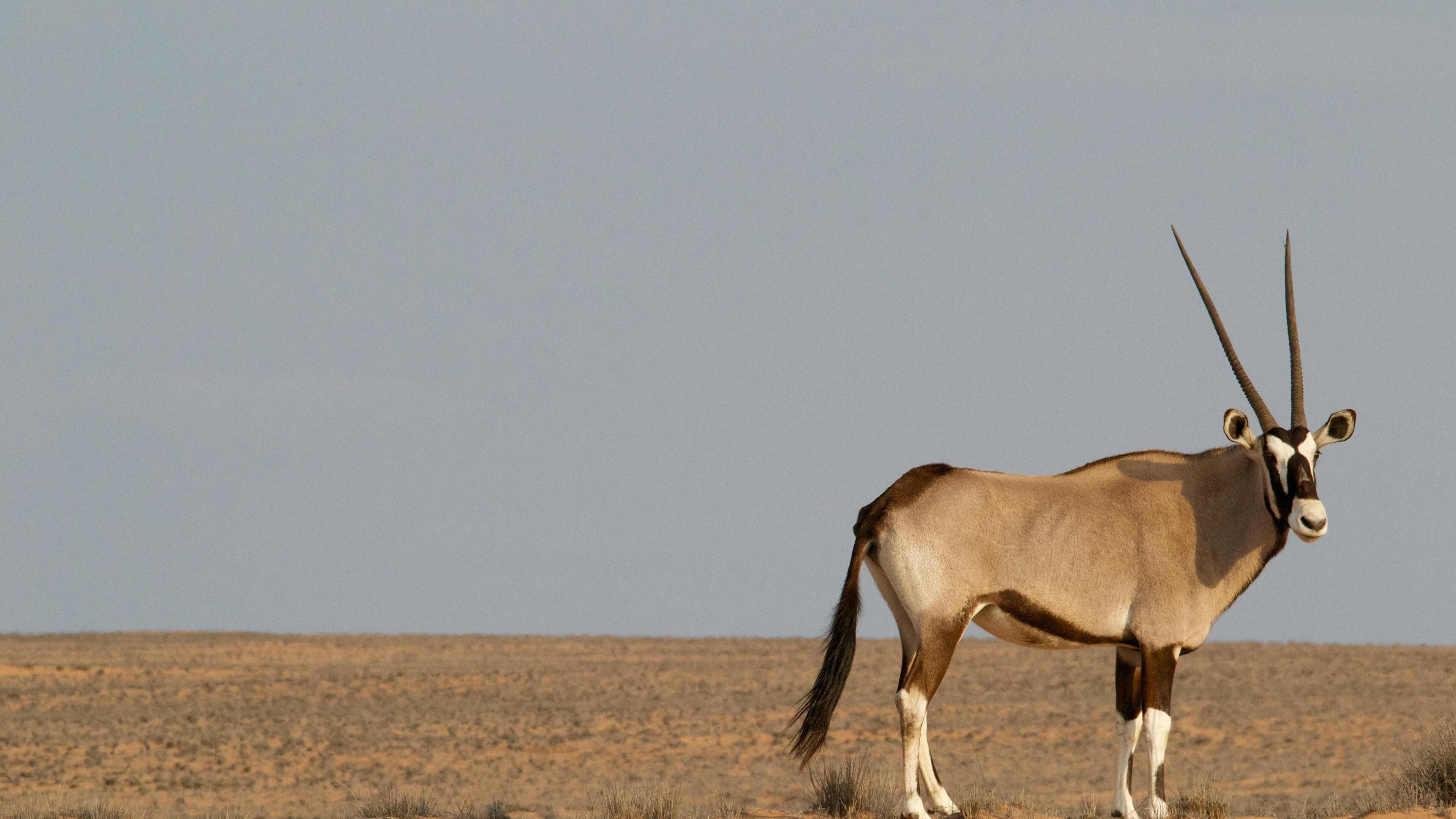 Antelope wildlife, Mammal, Elk, Ze Robot, 3840x2160 4K Desktop