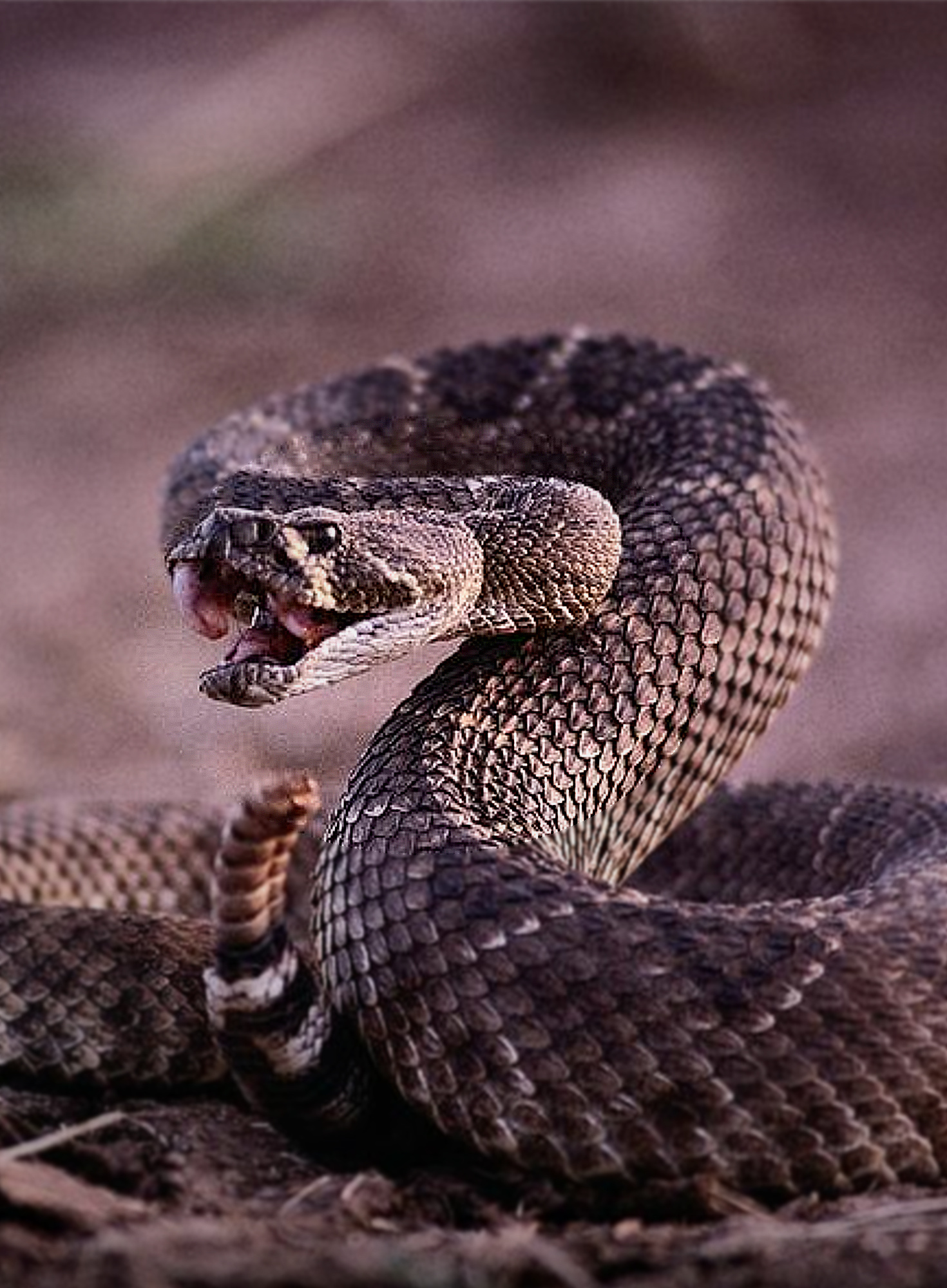 Snakes venomous snake, Beautiful reptiles, Serpent beauty, Captivating creatures, 1470x2000 HD Handy