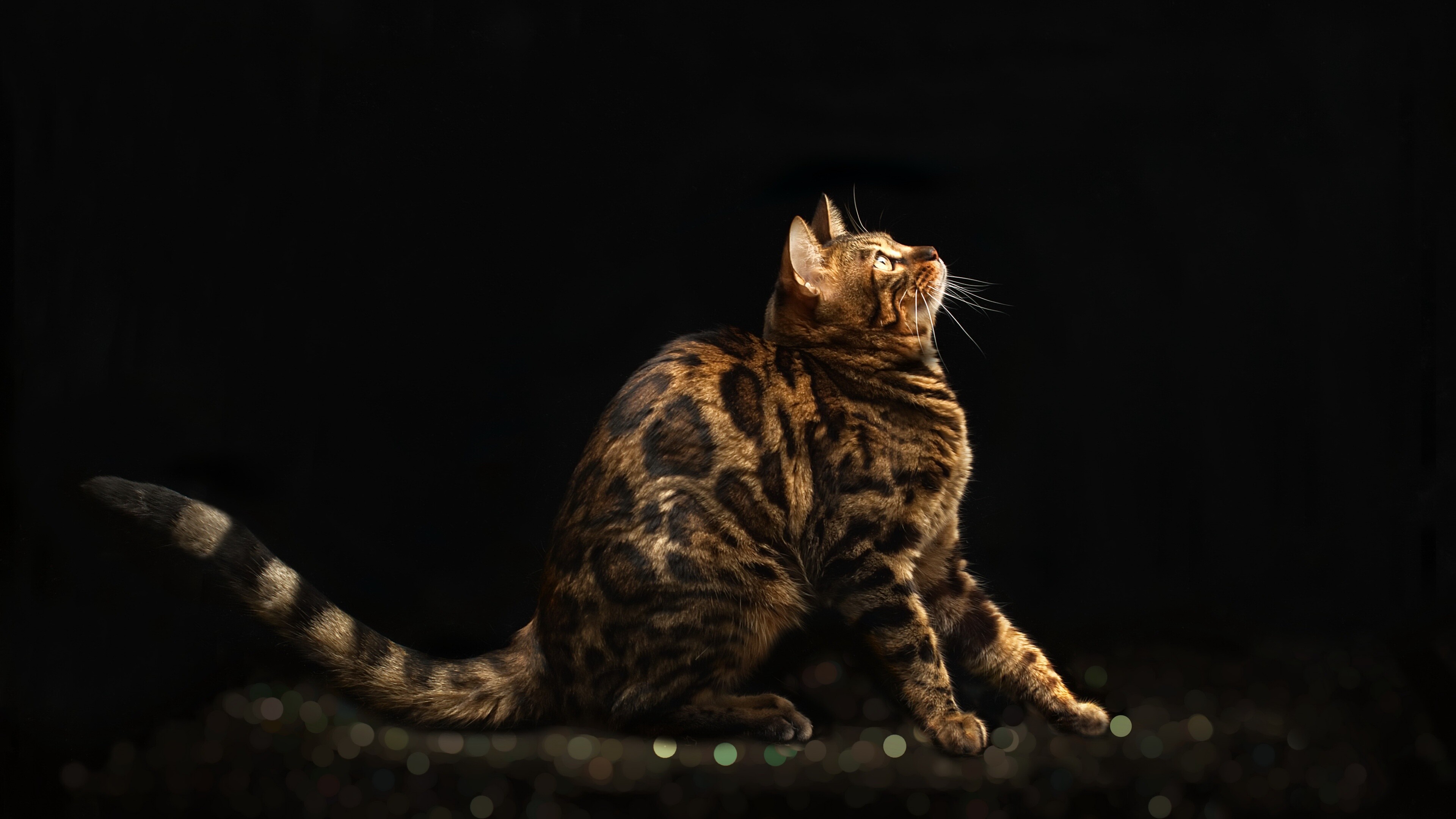 Bengal Cat: The breed name comes from the leopard cat's taxonomic name Prionailurus bengalensis. 3840x2160 4K Wallpaper.
