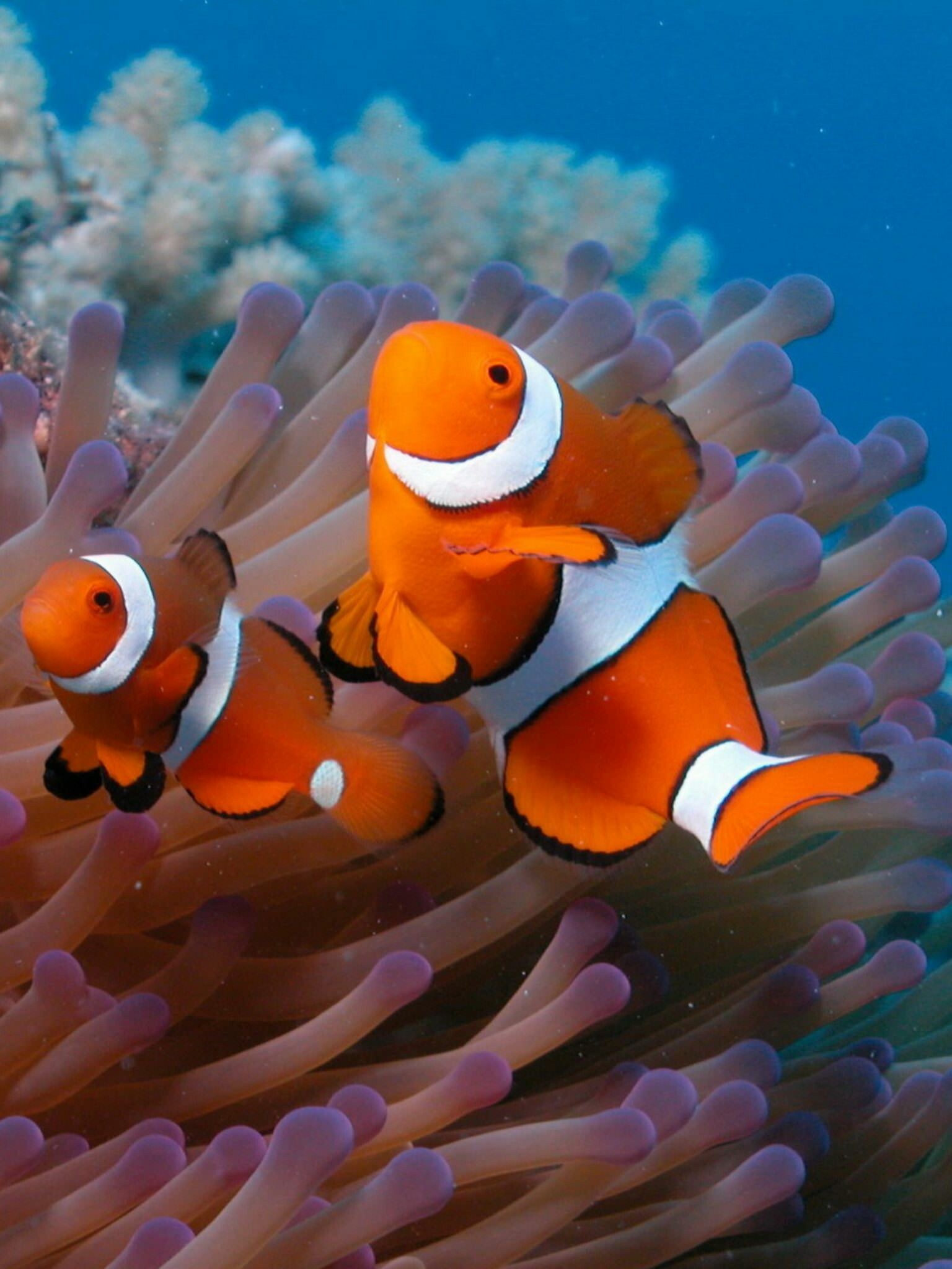 Great Barrier Reef: Underwater ecosystem, An extraordinary variety of marine habitats. 1540x2050 HD Background.