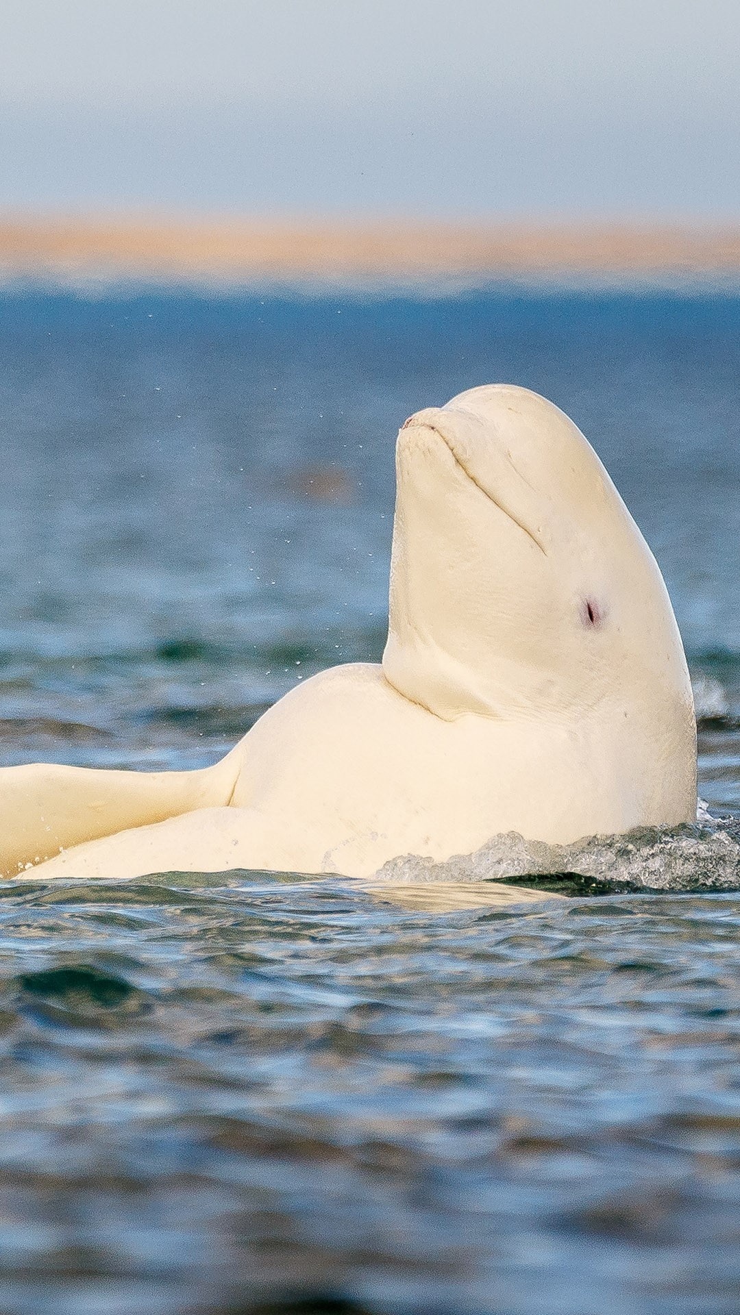 Beluga Whale, Stunning Arctic wildlife, Pristine Nunavut scenery, Windows spotlight wonder, 1080x1920 Full HD Handy