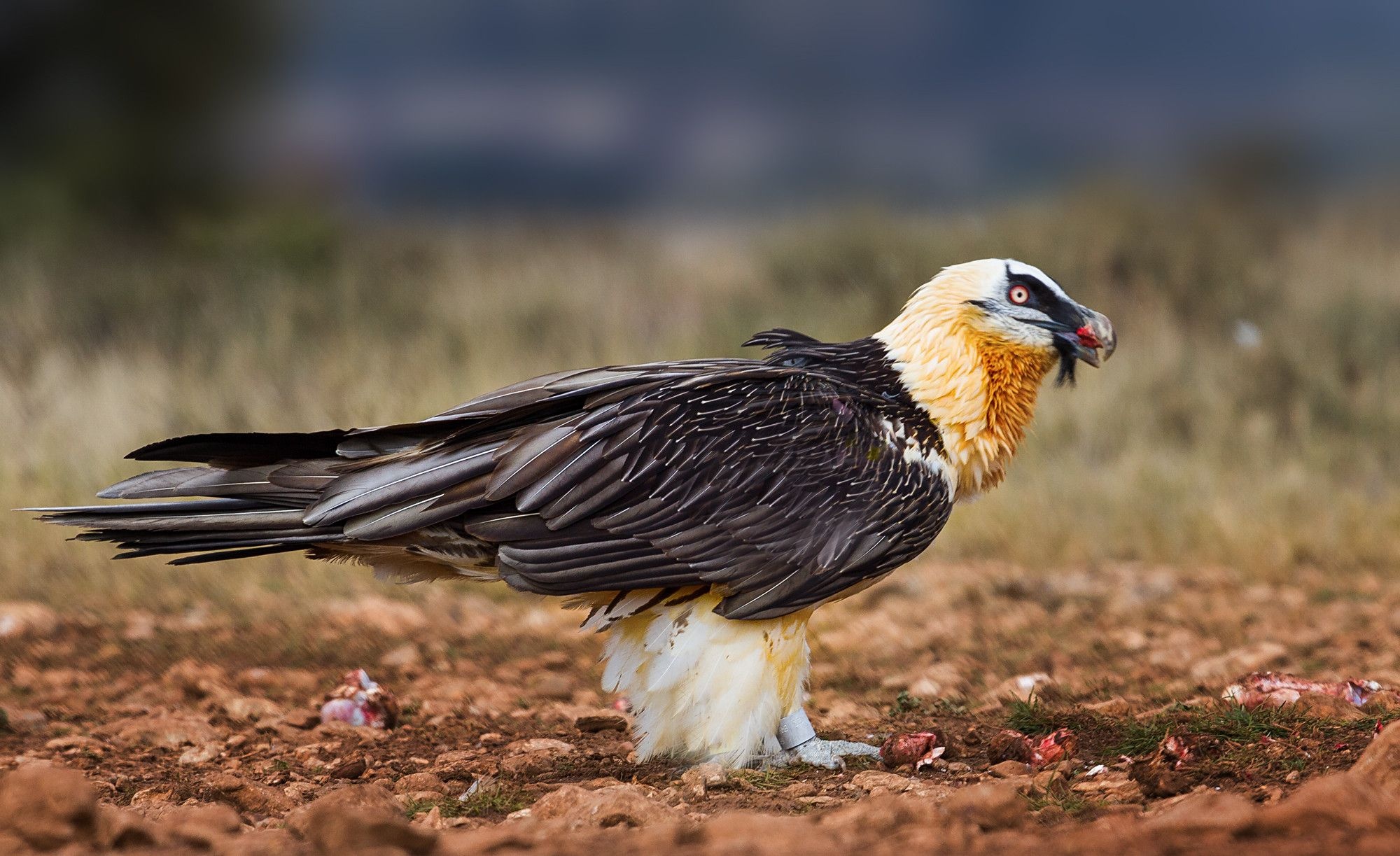 Bearded Vulture, Quebrantahuesos lammergeier, Animal planet, Animal conservation, 2000x1230 HD Desktop