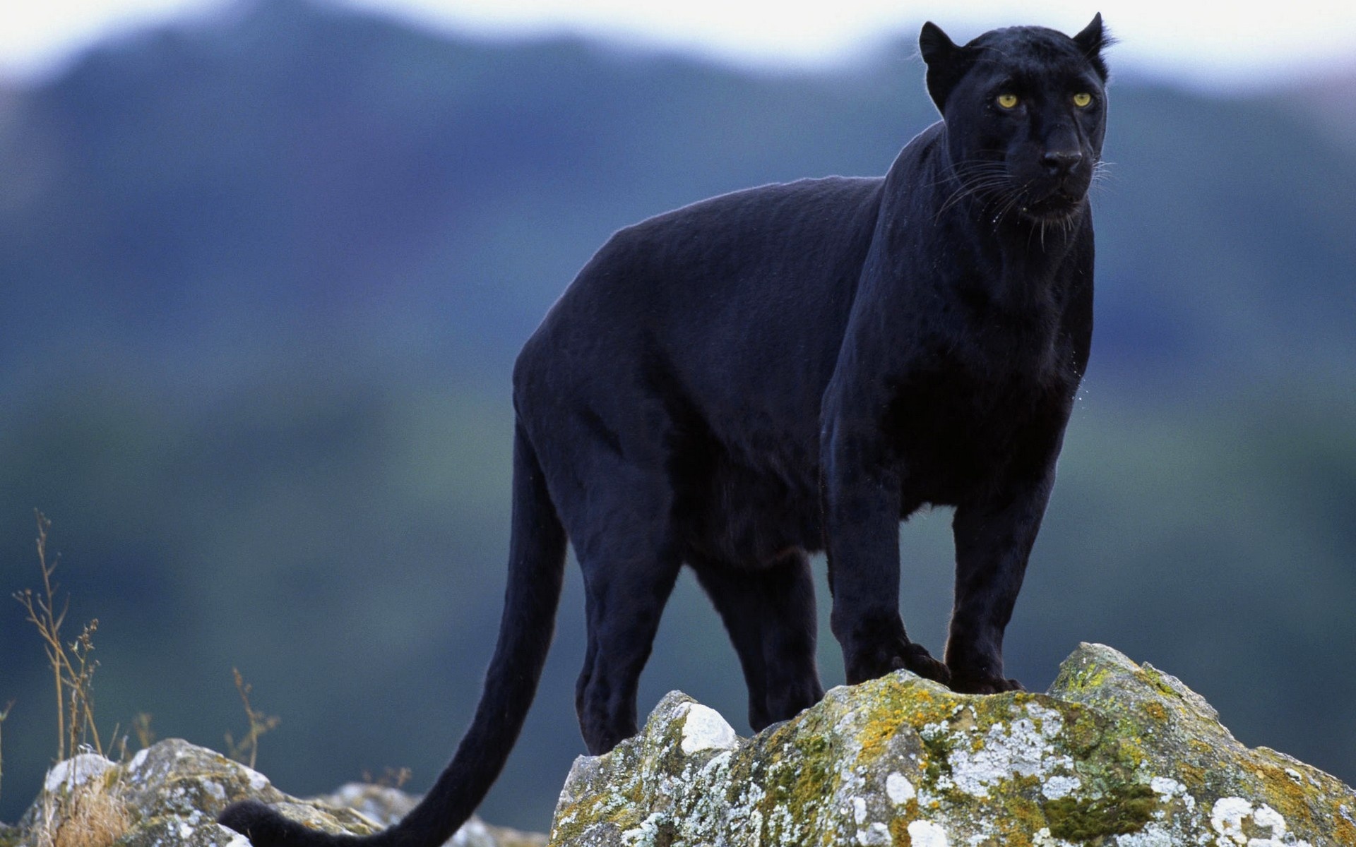 Black Panther (Animal): Carnivores, Eat small rodents, monkeys and birds. 1920x1200 HD Background.