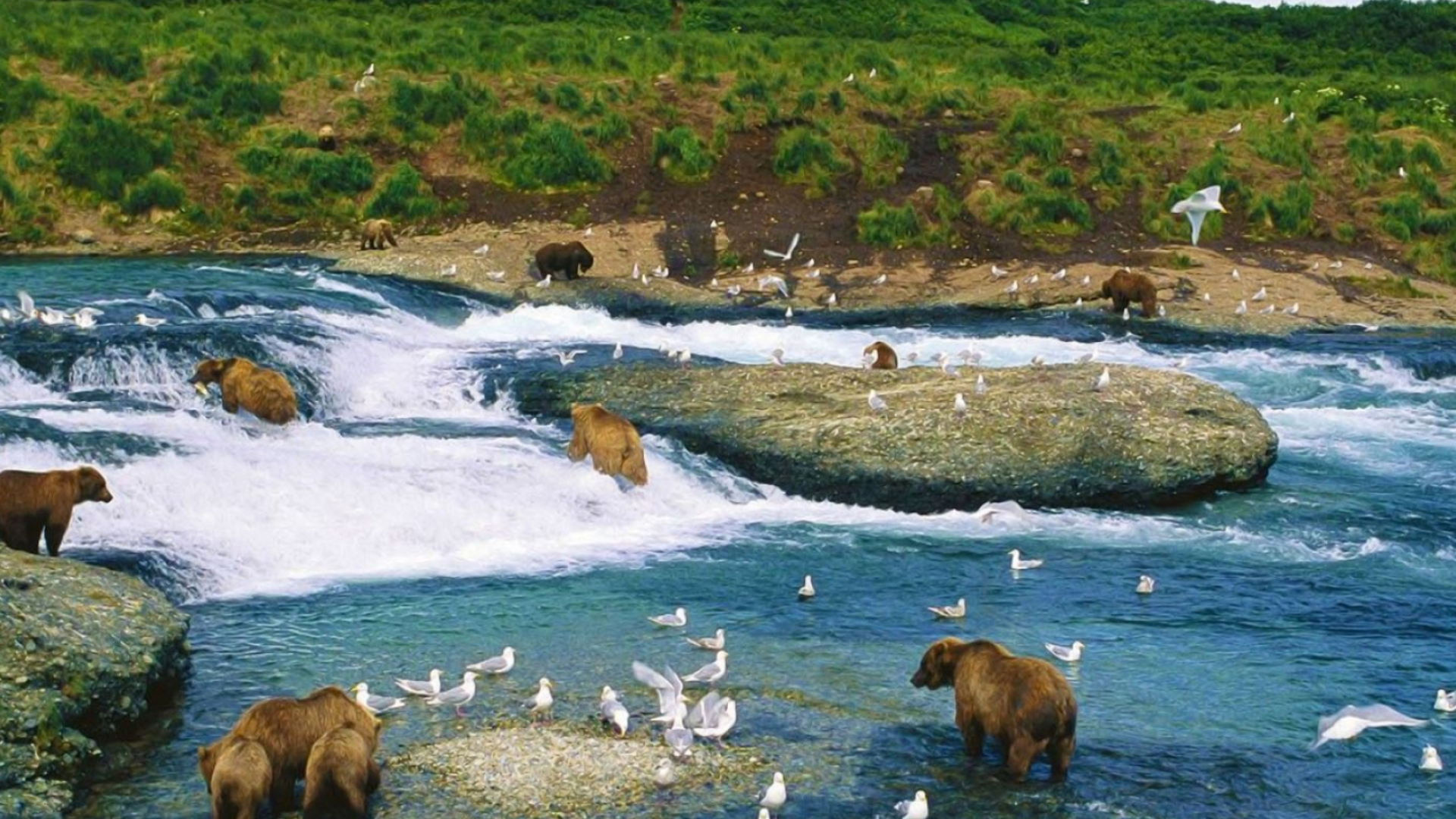 Alaska travels, McNeil River, Alaska pictures, Wildlife wonders, 1920x1080 Full HD Desktop