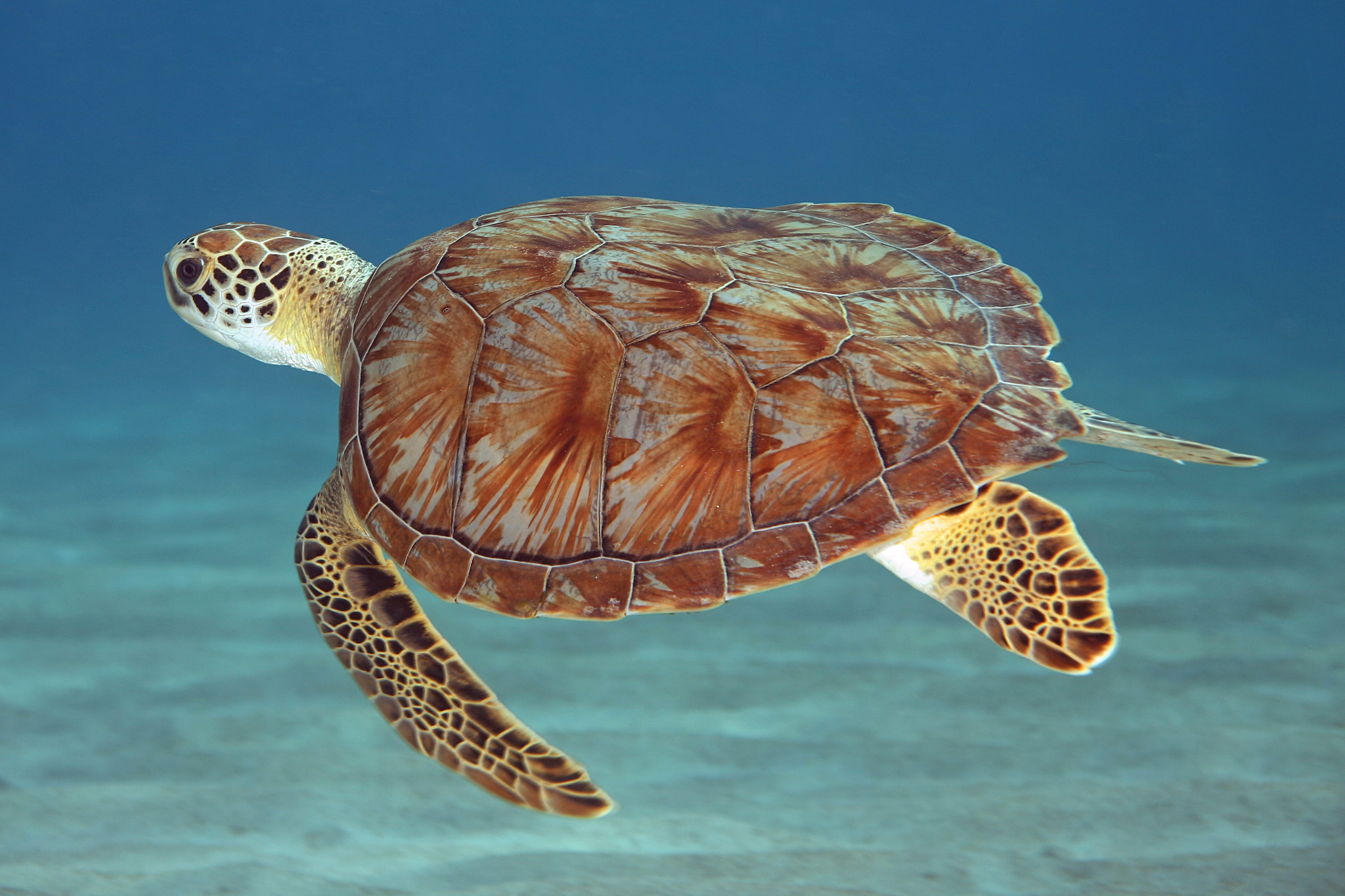 Gulf coast, Sea turtles, Northwest Florida, Sea turtle, 2050x1370 HD Desktop