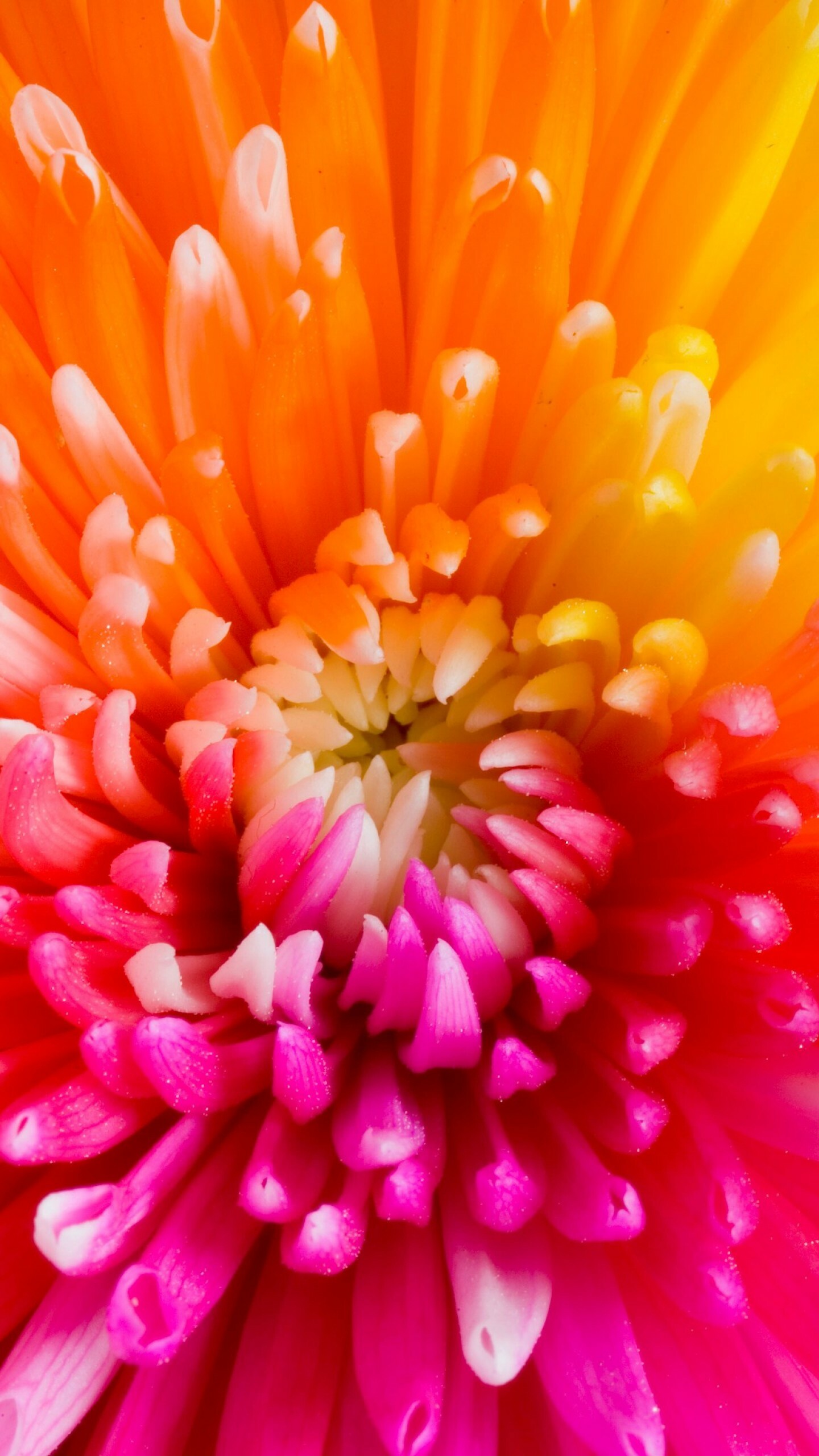 Chrysanthemum: The exhibition varieties can be used to create many amazing plant forms, such as large disbudded blooms, spray forms, and many artistically trained forms, such as thousand-bloom, standard, fans, hanging baskets, topiary, bonsai, and cascades. 1440x2560 HD Wallpaper.