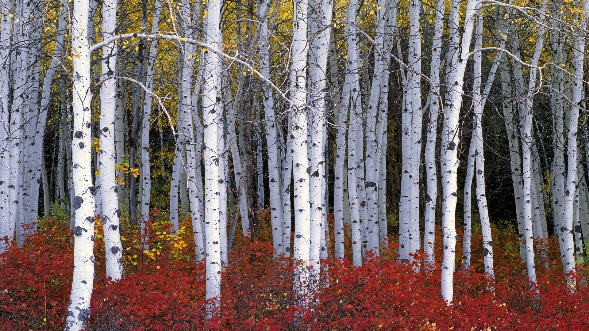 Birch branch fall forest, Nature's artwork, Whispers of wind, Organic beauty, 1920x1080 Full HD Desktop