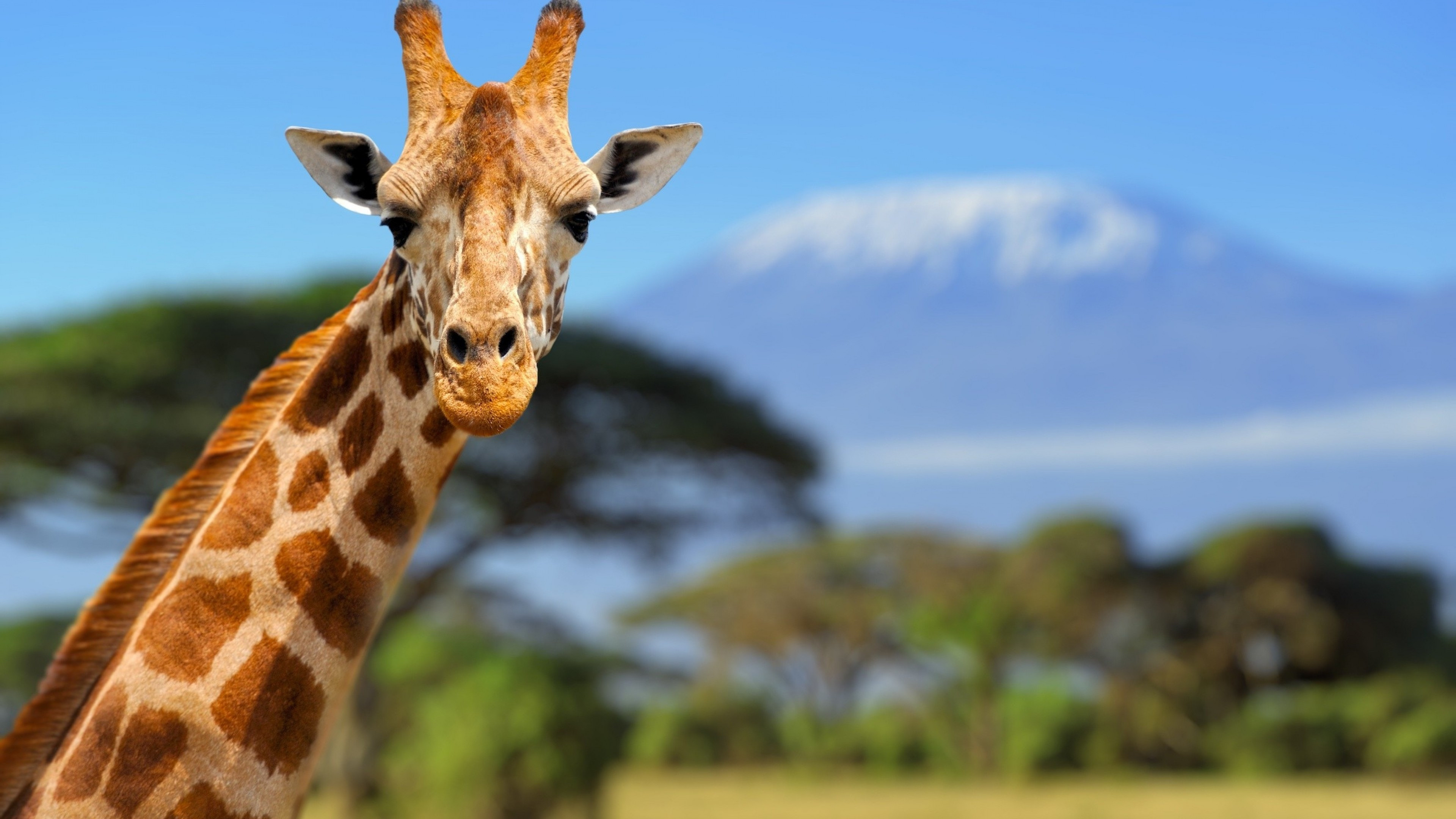 Giraffe: The world's tallest mammals, thanks to their towering legs and long necks. 3840x2160 4K Wallpaper.