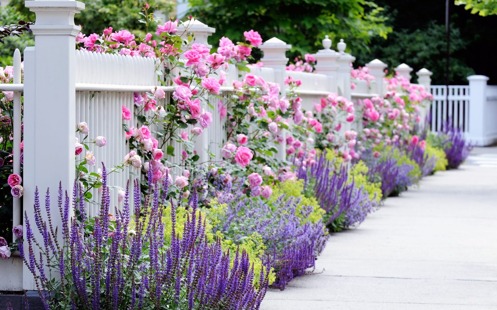 Beautiful flower garden, Nature's masterpiece, Colourful blooms, Serene ambiance, 1920x1200 HD Desktop