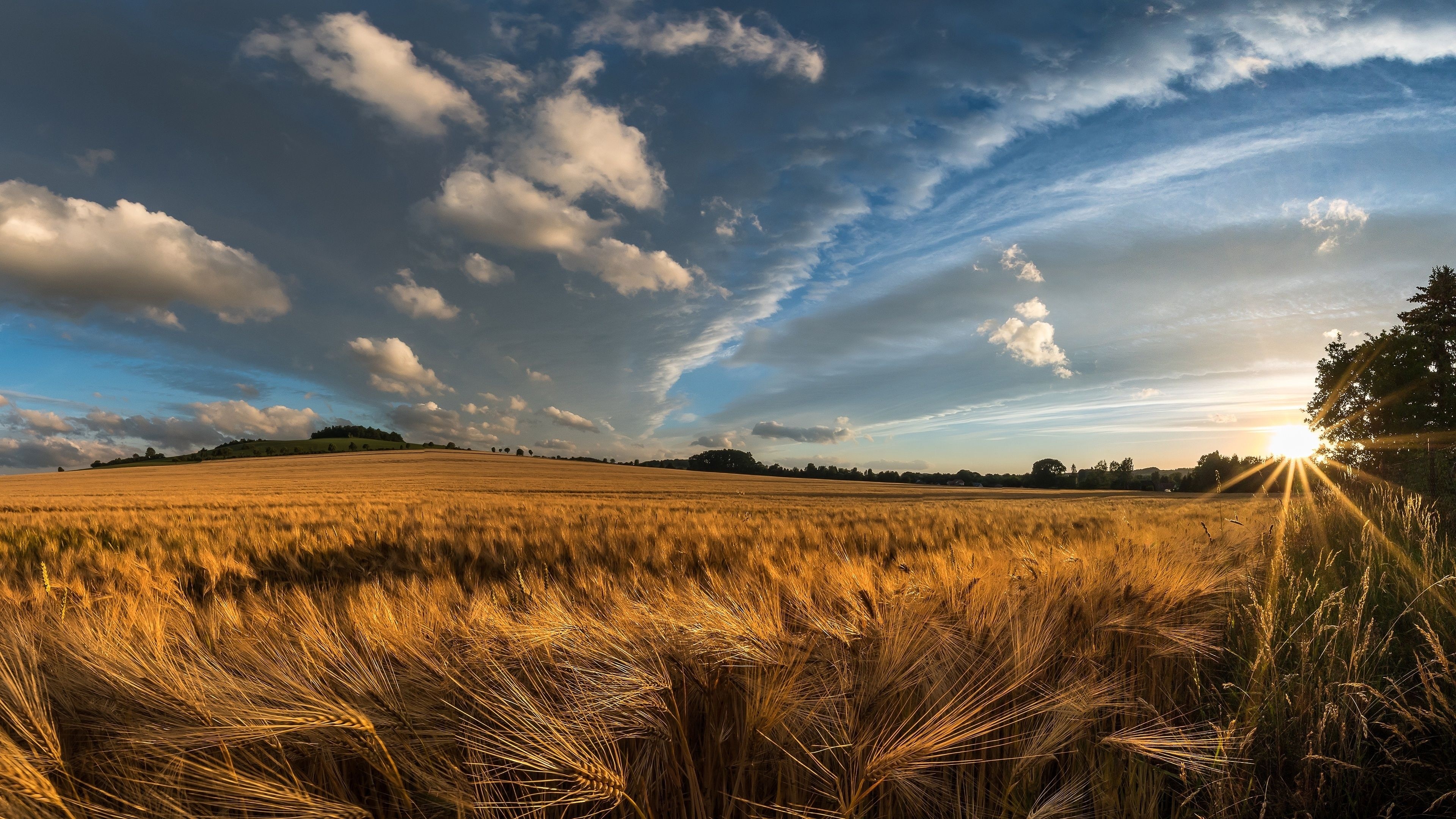 Farm: Agriculture, Grain field, Growing crops. 3840x2160 4K Background.