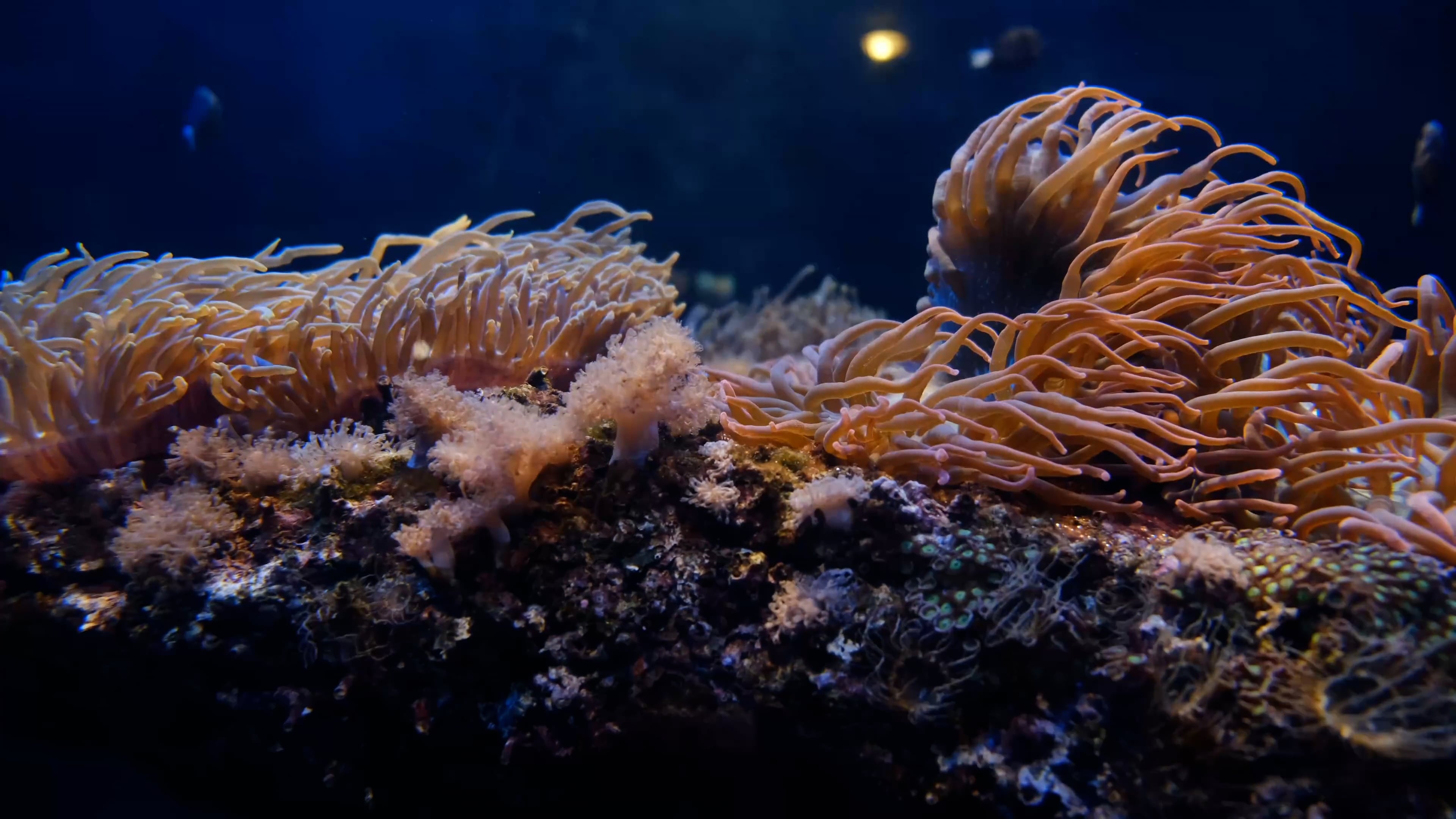 Underwater coral reef, Free stock video, Marine biodiversity, Oceanic beauty, 3840x2160 4K Desktop