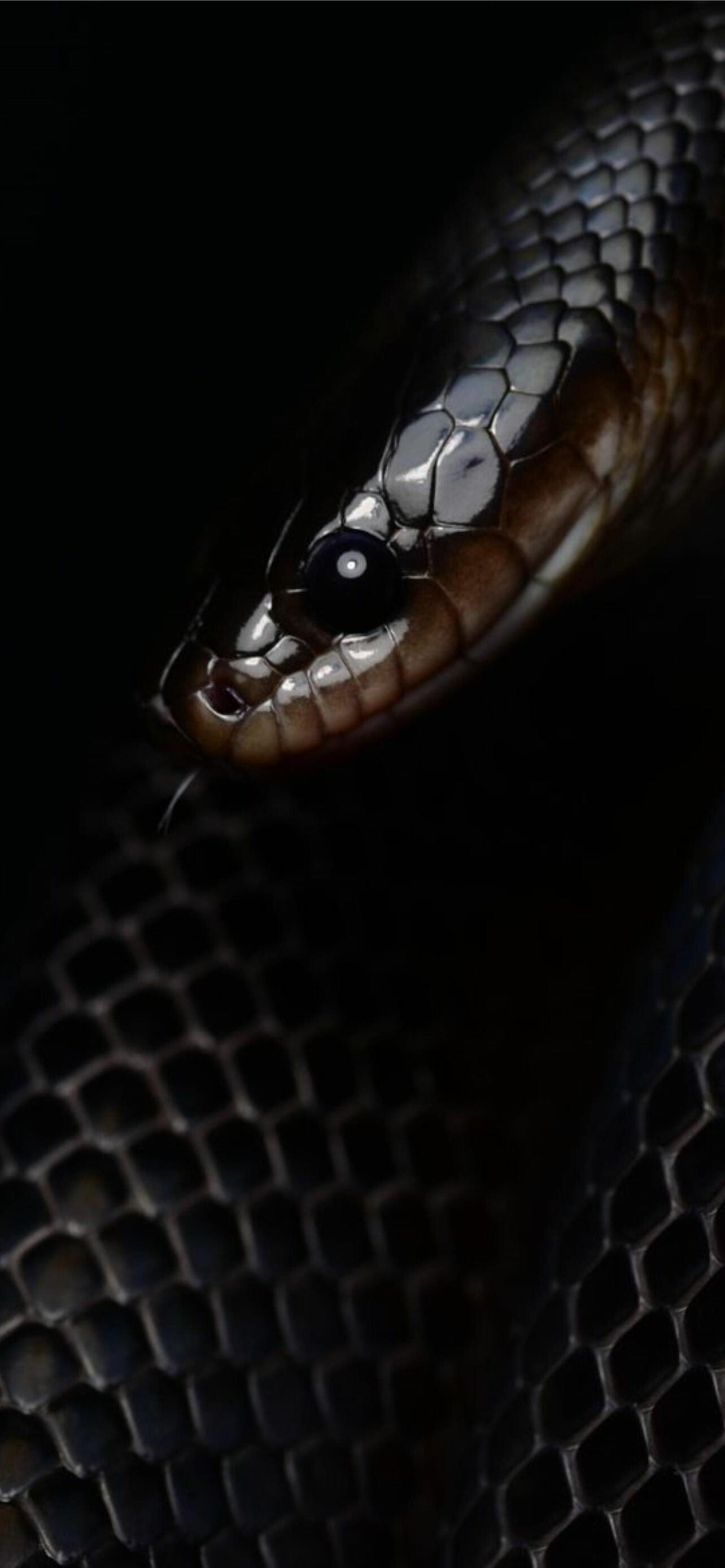 Snake: Tracks its prey using smell, collecting airborne particles with its forked tongue. 1290x2780 HD Background.