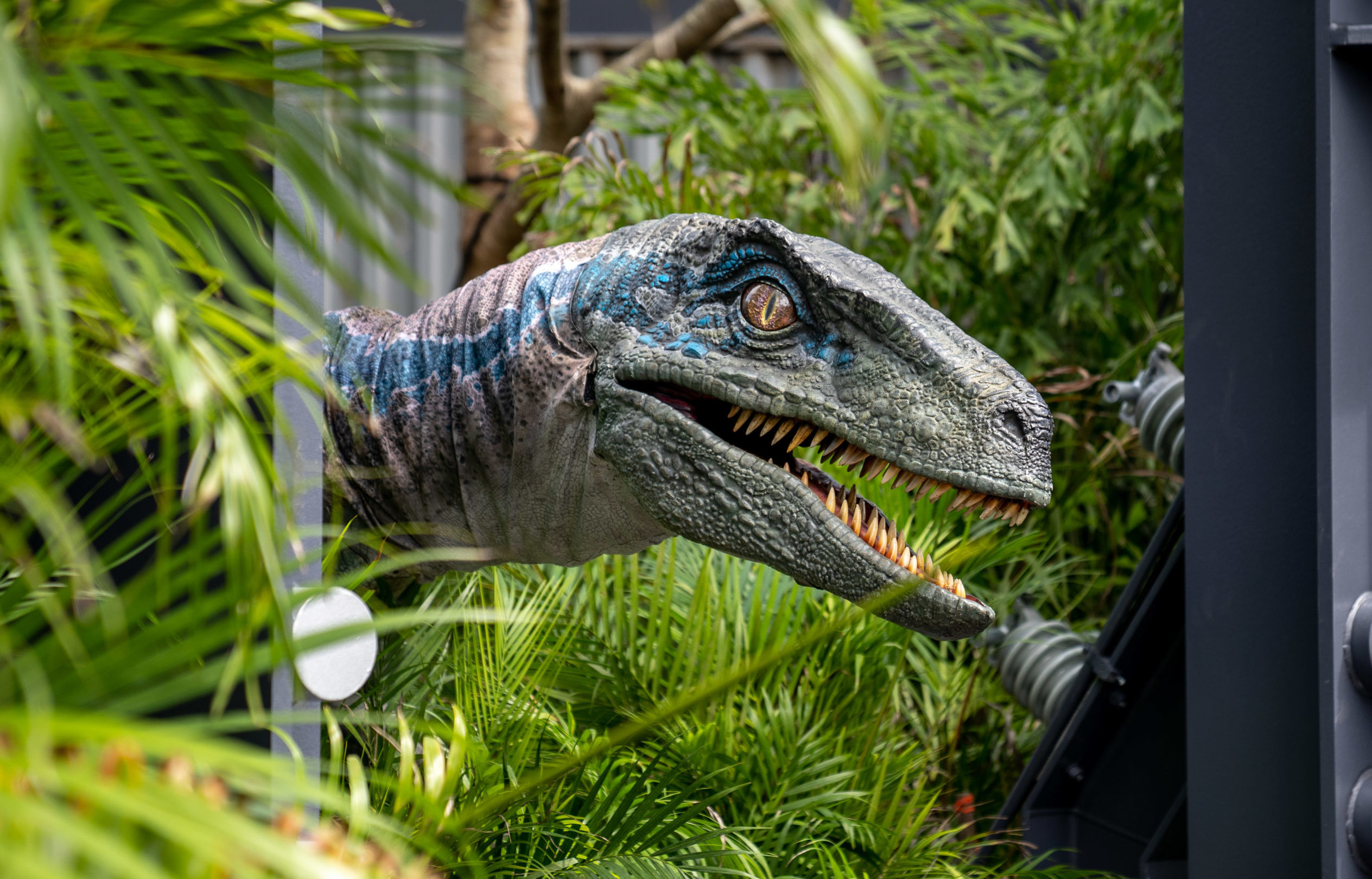 Velociraptor, Raptor encounter, Islands of Adventure, Orlando, 2530x1620 HD Desktop