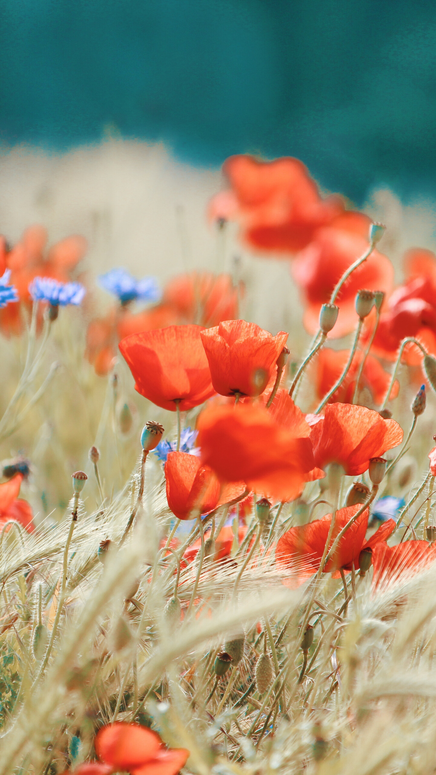 Poppy Flower: Annual and biennial poppies will grow in a wide range of soils, including very poor and even stony ones, where little else grows well. 1440x2560 HD Wallpaper.
