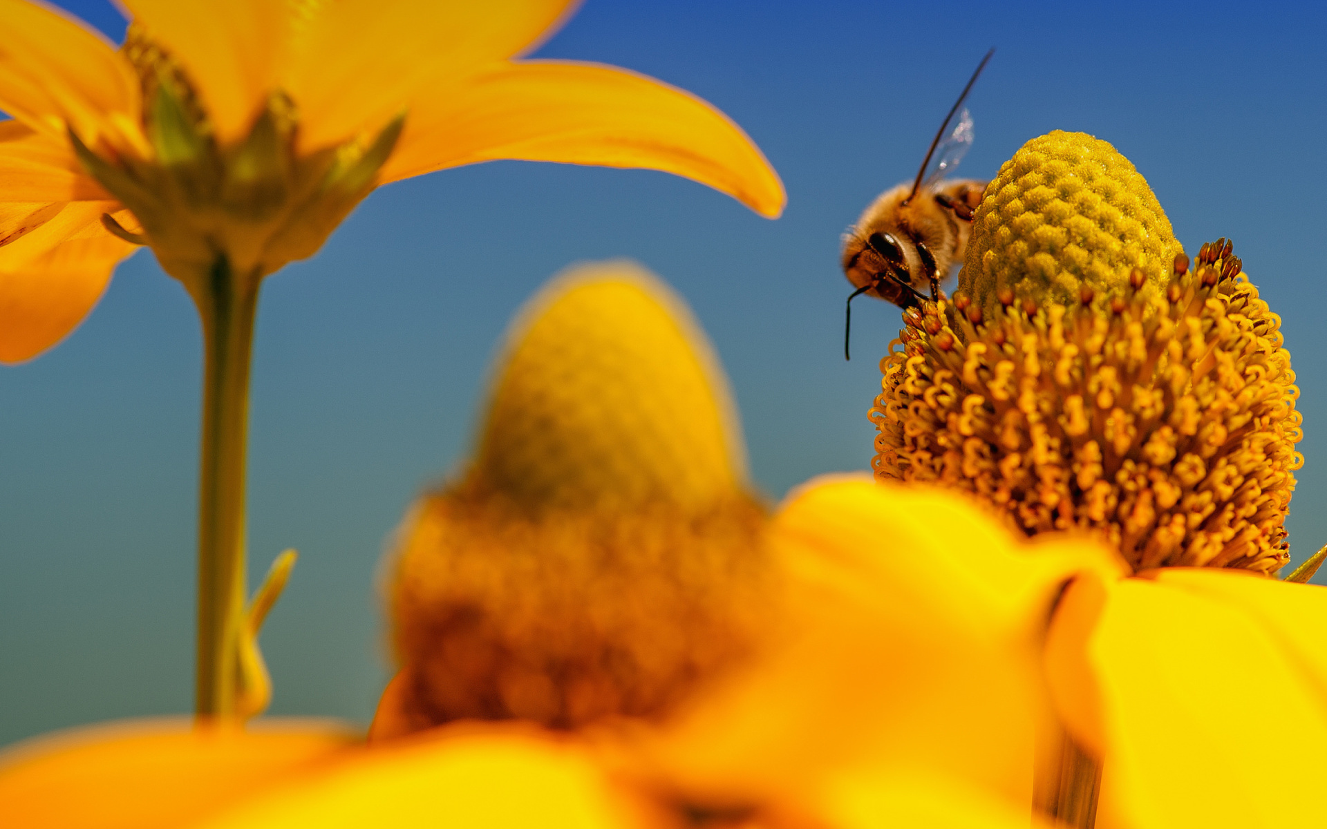 Bee: One of the first domesticated insects, Bloom, Pollen. 1920x1200 HD Background.