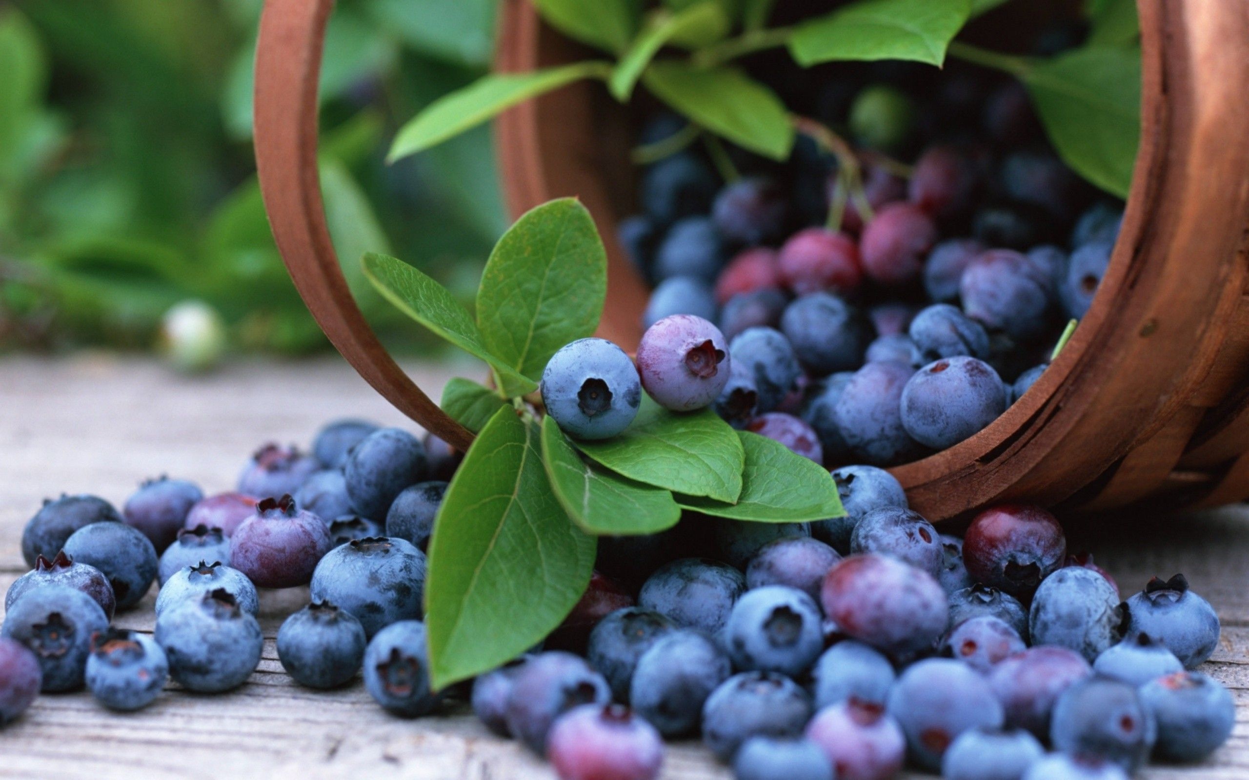 Huckleberry: Contain iron, phosphorous, calcium, magnesium, manganese, zinc, and vitamin K. 2560x1600 HD Background.