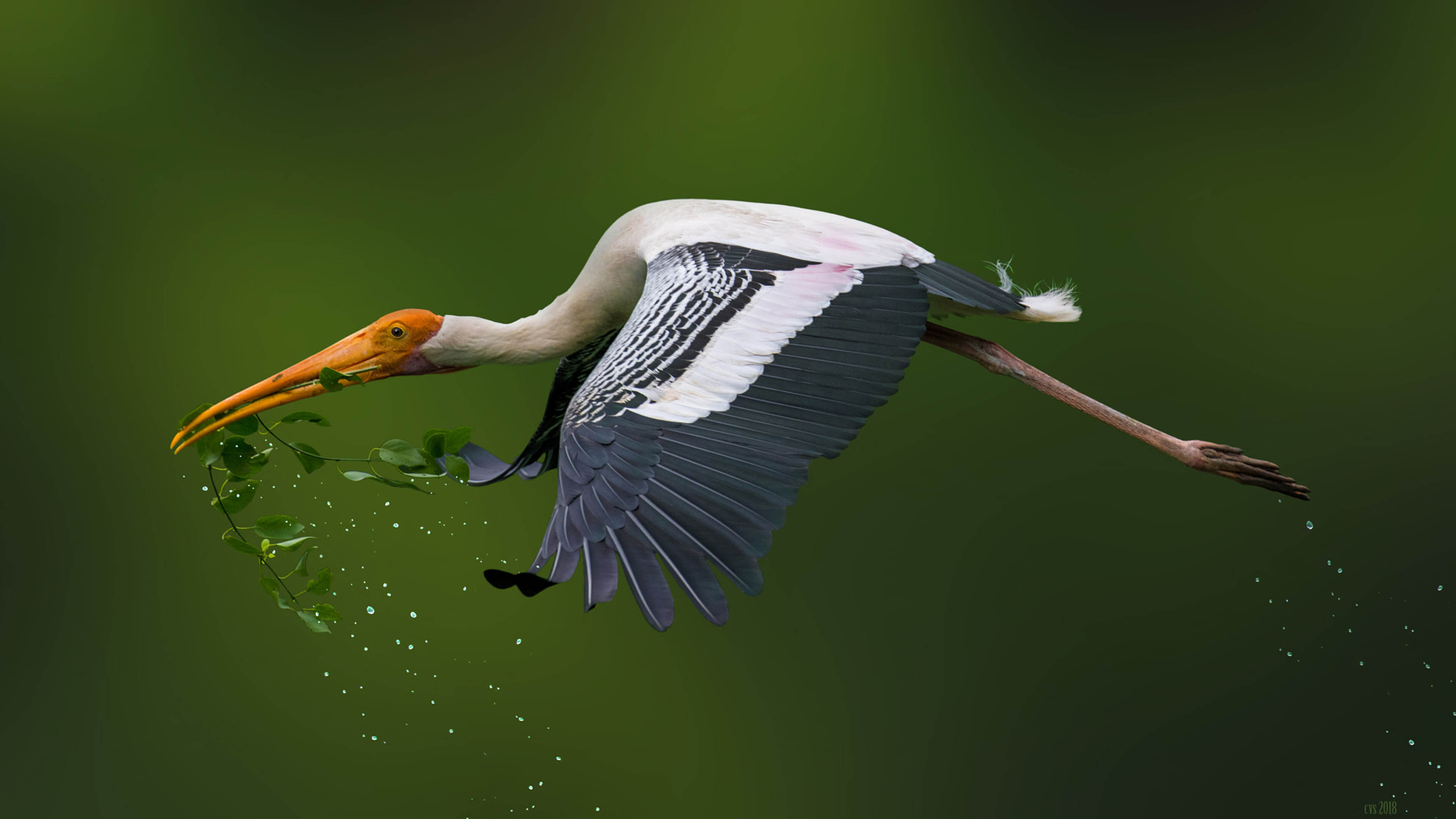 Painted storks, Nest-making material, Close-up shot, Vibrant backgrounds, 3840x2160 4K Desktop