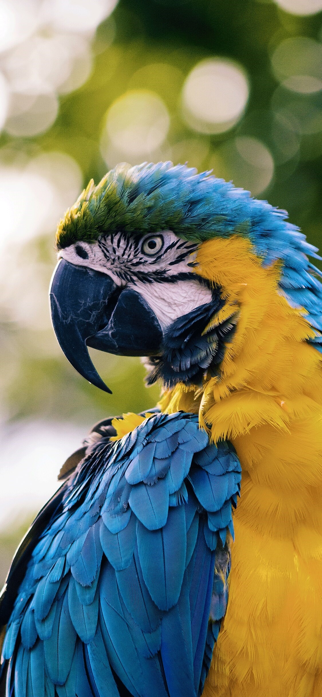 Parrot: A long-lived, intelligent colorful bird, Macaw, Feathers. 1130x2440 HD Background.