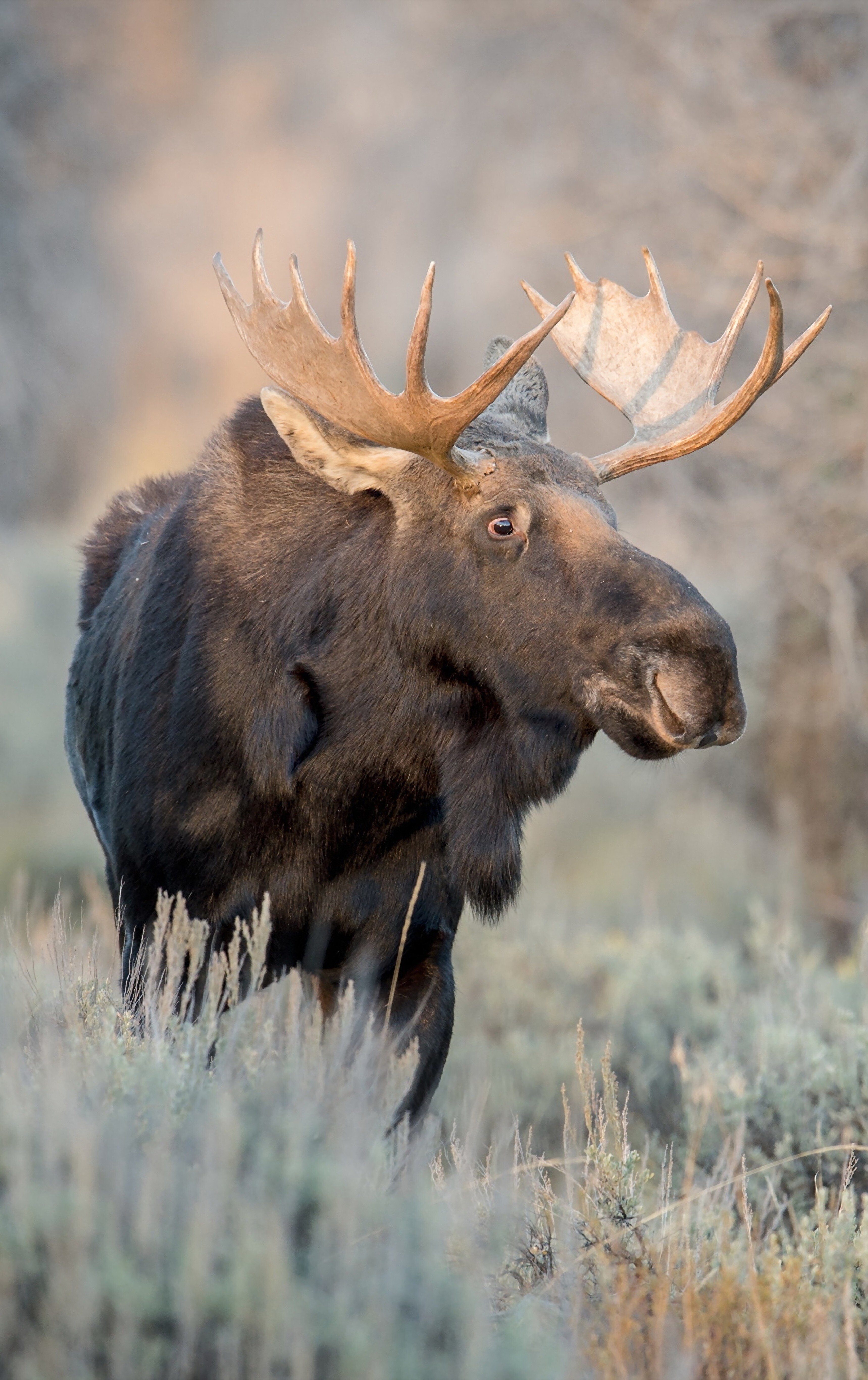 Elk (Animals), Dynamic wilderness, Great migrations, Powerful presence, 3440x5470 4K Phone