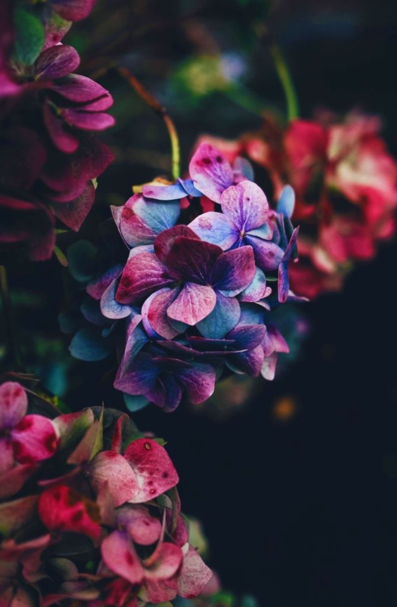 Beautiful floral collection, Flowers photography, Flower aesthetic, Nature's wonders, 1360x2070 HD Handy