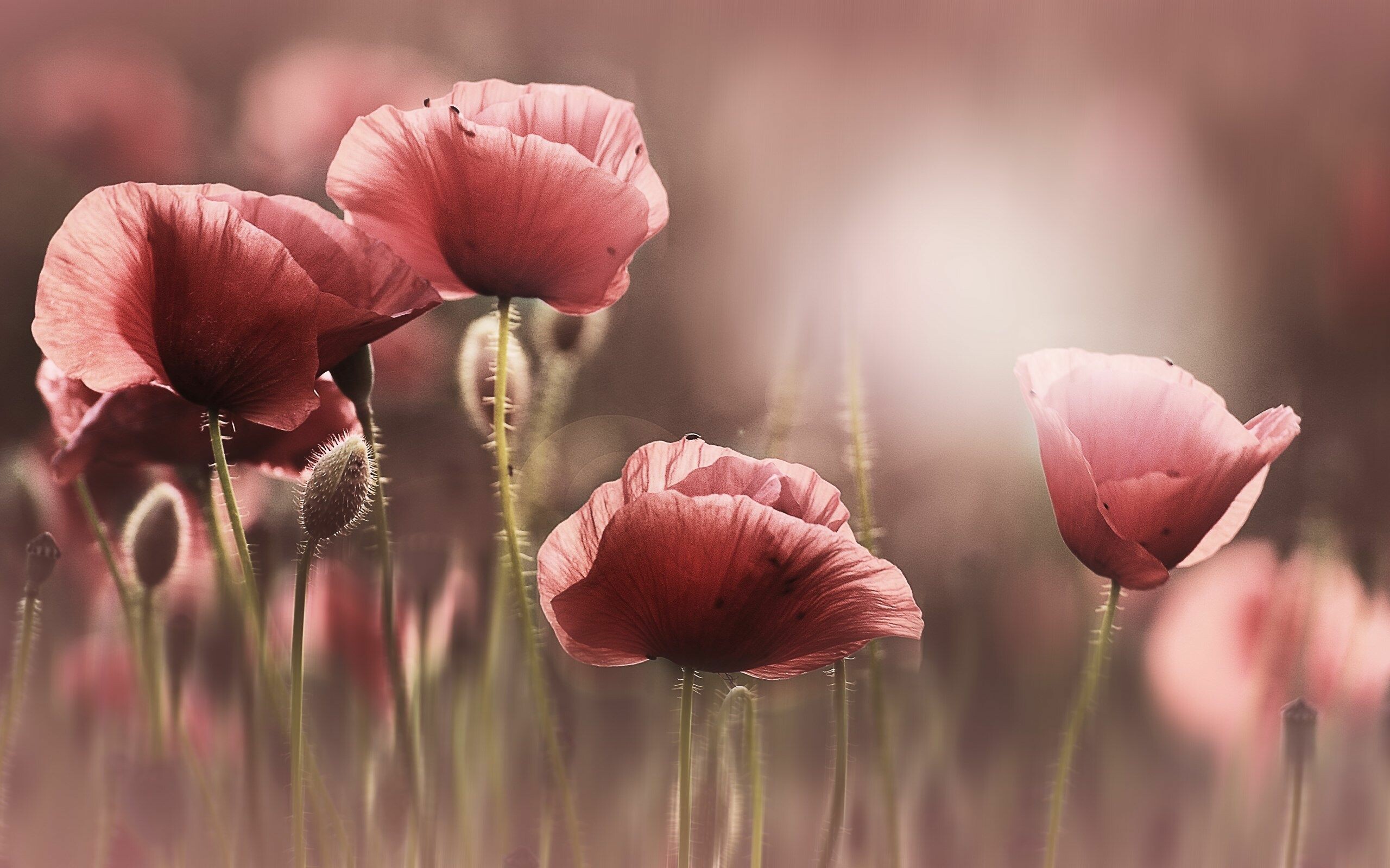 Poppy Flower: Species of the genus Papaver, Wildflowers. 2560x1600 HD Background.