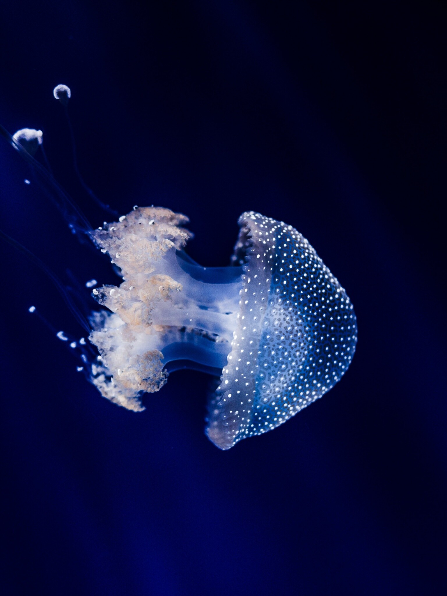 Glowing Jellyfish: Sea life, Phyllorhiza punctata known as a floating bell, The medusa stage. 1540x2050 HD Wallpaper.